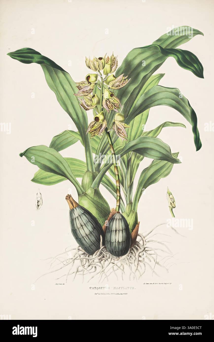 Die Orchidaceae von Mexiko und Guatemala. London, Ridgway, [1837-1843], guatemala, mexiko, orchidaceae, Pflanzen, catasetum maculatum, Frauen in der Wissenschaft, sarah ann drake, tum, 2, sarah ann drake, die Illustration zeigt eine botanische Studie über eine Art Orchidee, speziell aus der Gattung *Cattleya*. Diese detaillierte Darstellung zeigt die komplizierten Formen und Muster der Blumen, die aus den robusten grünen Blättern hervorgehen. Die Pflanze ist mit ihren bauchigen Wurzeln und zwei prominenten Pseudobulben an der Basis präsentiert, was die Struktur hervorhebt, die das Wachstum unterstützt. Außerdem schlagen mehrere Knospen den vor Stockfoto