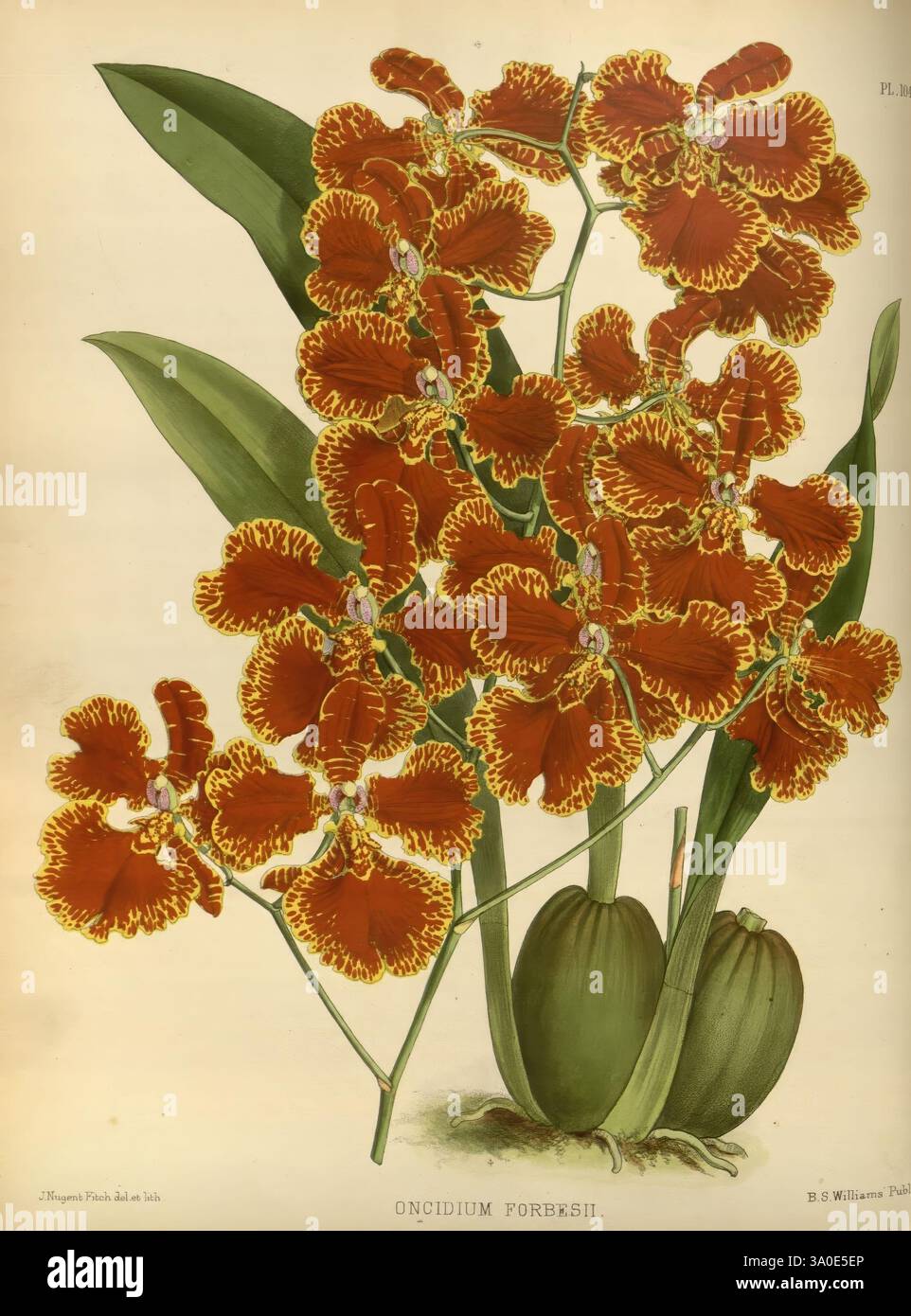 Orchid Album, London, B. S. Williams, 1882-97, Orchidaceae, Zeitschriften, Bildwerke, Eine üppige Ausstellung von Oncidium Forbesii, die seine leuchtenden orange und gelb gesäumten Blumen in einem dichten Cluster zeigt. Die komplizierten Blütenblätter betonen die Eleganz dieser Orchideensorte, während breite grüne Blätter einen kontrastierenden Hintergrund bilden. Unterhalb der Blüten betonen zwei bauchige Pseudobulben das robuste Wachstum der Pflanze und verleihen dieser botanischen Zusammensetzung einen Hauch von natürlicher Schönheit. Stockfoto