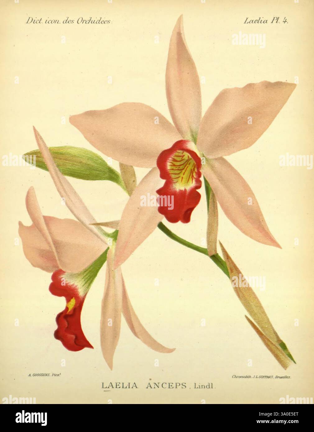 Dictionnaire iconographique des orchidees, 1896-1907, Botanik, Orchidaceae, Bildwerke, Alfred Cogniaux, Alphonse Goossens, Orchideen, Blumen, Laelia anceps, dieses Kunstwerk zeigt die Laelia anceps Orchidee, die ihre zarten Blütenblätter in sanften Tönen präsentiert. Die Blüten zeichnen sich durch ein helles, fast ätherisches Erscheinungsbild mit leuchtend roten Markierungen in der Mitte jeder Blüte aus, die einen auffälligen Kontrast bilden. Die Komposition unterstreicht die anmutige Kurve und Symmetrie der Blütenblätter und betont die komplizierten Details und die natürliche Schönheit der Orchidee. Kunstvoll eingerahmt in seiner Umgebung, das Laelia an Stockfoto