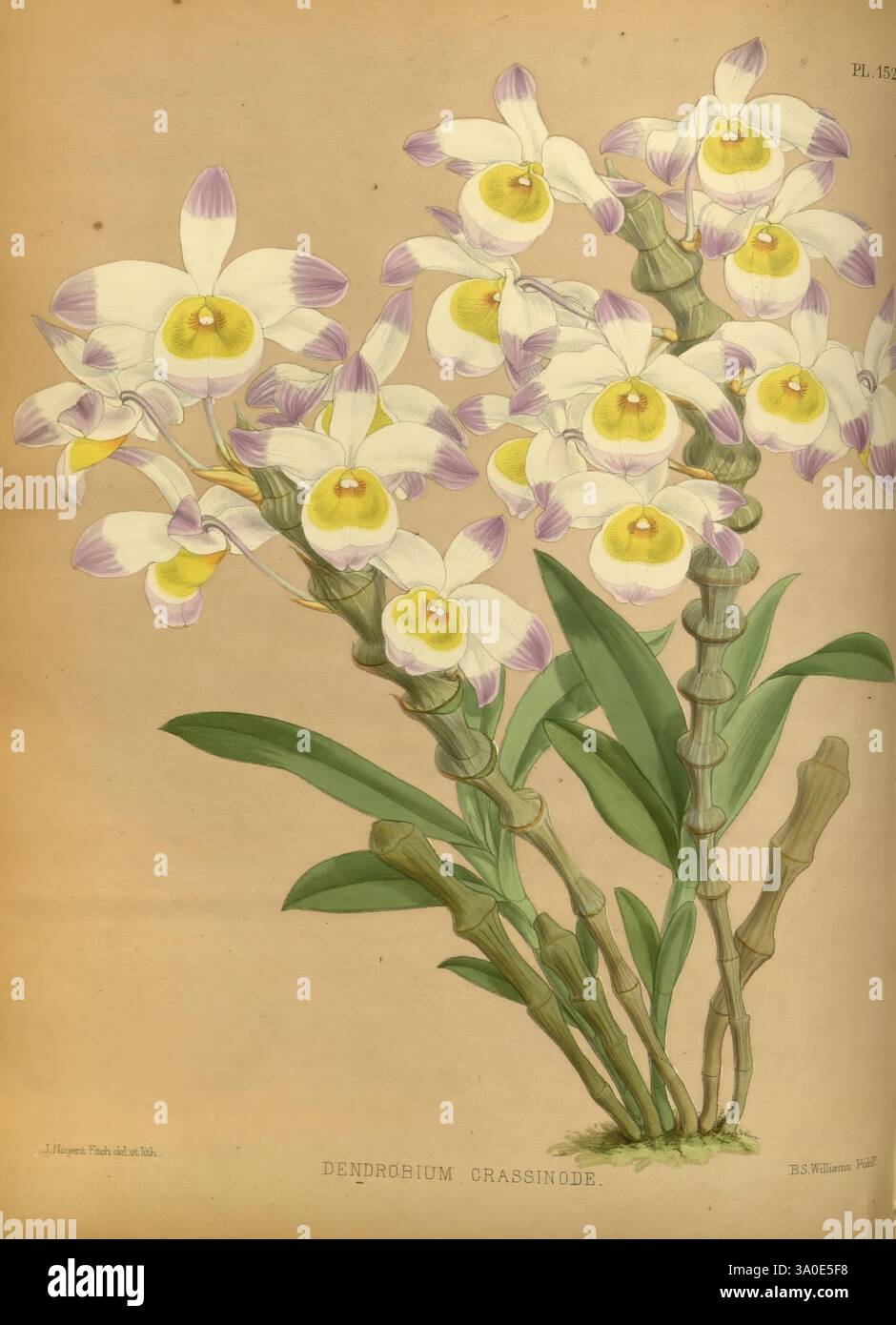 Orchid, Album, London, B. S. Williams, 1882-97, Orchidaceae, Zeitschriften, Bildwerke, Eine Gruppe eleganter Dendrobium-Grassinde-Orchideen zeigt zarte, cremegelbe Blütenblätter, eingerahmt von leuchtenden violetten Spitzen. Die Blüten sind in einer anmutigen Form entlang eines kräftigen grünen Stiels angeordnet, was das üppige Laub hervorhebt, das sie trägt. Jede Blüte besitzt einen einzigartigen Charme mit komplexen Details in Form und Farbe, die eine harmonische und optisch ansprechende Komposition schaffen. Diese Illustration fängt die Schönheit und Feinheiten dieser tropischen Pflanzen ein und feiert ihre natürliche Eleganz Stockfoto