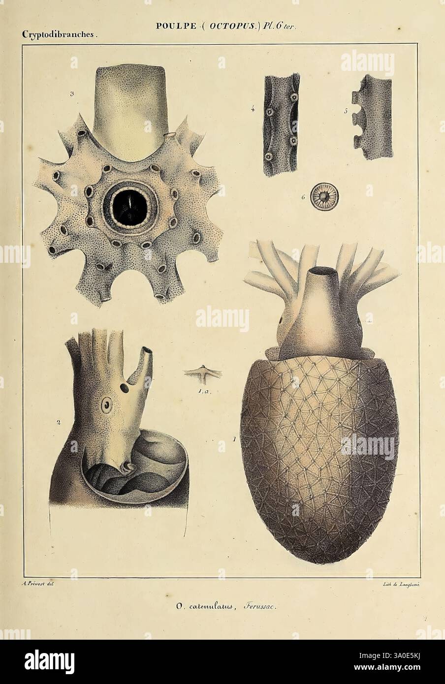 Histoire naturelle, générale et particulière des céphalopodes acétabuifères vivants, et Fossiles, Paris, impr. De A. Lacour, 1835-1848. Fossil Cephalopod, die Illustration zeigt mehrere detaillierte anatomische Studien eines Cephalopodes, insbesondere den Oktopus. Es enthält beschriftete Diagramme, die verschiedene Teile seines Körpers zeigen, wie das Herz und andere innere Strukturen. Die Bilder bieten einen klaren Blick auf die einzigartige Anatomie des Oktopus und heben seine komplexen biologischen Merkmale hervor, einschließlich der komplizierten strukturierten Oberfläche und verschiedener Komponenten, die zu seiner Physiologie beitragen Stockfoto