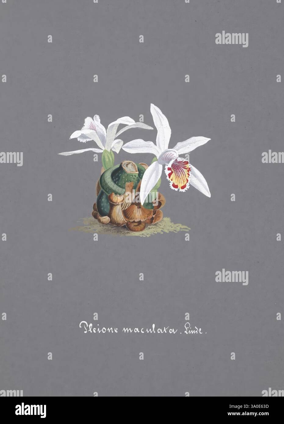 Collection d'Orchidées. [S.l, s.n, 18-?]. Orchidaceae Botanische Illustration Bildwerke Orchidaceae in der Kunst zeigt das Kunstwerk eine elegante Anordnung der Blume *Pleione maculata*, die sich durch ihre markanten weißen Blüten und lebendigen Innenmarkierungen auszeichnet. Die zarten Blüten stehen vor einem gedämpften Hintergrund, sodass ihre komplexen Details auffallen. Unterhalb der Blüten ergänzt eine strukturierte Basis aus natürlichen Elementen, darunter Moos und verschiedene Erdtöne, die botanische Komposition. Das Stück wird durch eine anmutige Inschrift des Namens der Pflanze am Boden vervollständigt, die Th zeigt Stockfoto