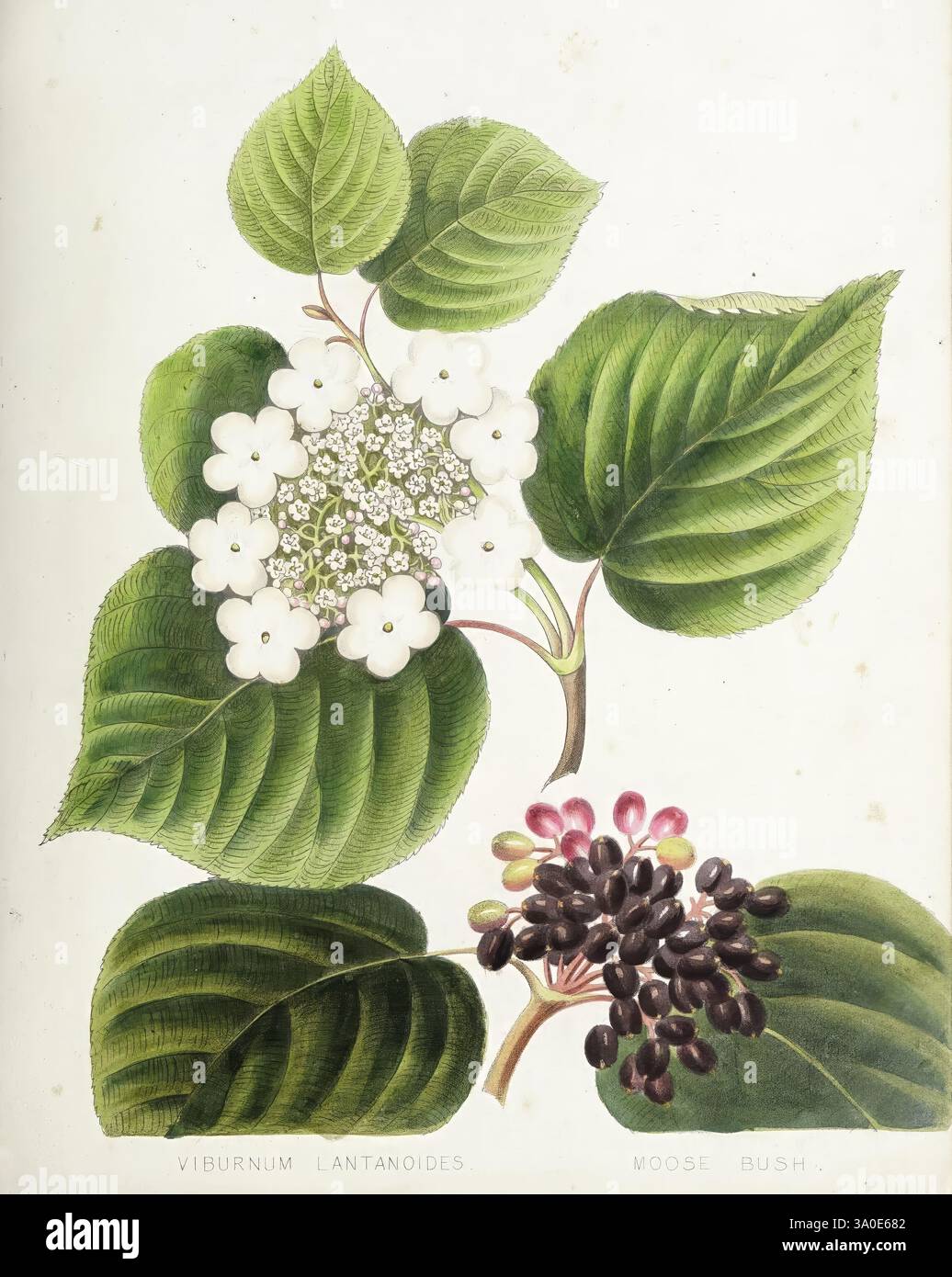 [Wilde Blumen von Nova Scotia, Halifax, N.. S, herausgegeben von C.H. Belcher, und J. Snow, London, 1840-1853], 1840, Botanik, CanImp, Nova Scotia, Wildblumen, Maria E Miller, Maria Morris Miller, 4, Frauen in Wissenschaft, Nova Scotia, Eine botanische Illustration, die den Viburnum lantanoides, allgemein bekannt als Elchbusch, zeigt. Das Kunstwerk zeigt leuchtend grüne, strukturierte Blätter mit hervorstehenden Adern, die Gruppen von zarten weißen Blüten in einer kugelförmigen Form ergänzen. Unter den Blüten wird eine Gruppe dunkler Beeren präsentiert, die von tiefviolett bis schwarz reichen und die Natu der Pflanze hervorheben Stockfoto