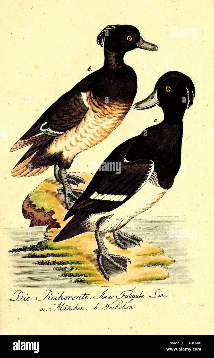 Getreue Abbildungen, naturhistorische Gegenstände, Hinsicht, Bechsteins, kurzgefasst, gemeinnützige Naturgeschichte, in- und Ausland, Nürnberg, in der Schneider, Weigelschen Kunst- und Buchhandlung, 1793-1809, Naturgeschichte, Bildwerke, Vogel, die Abbildung zeigt zwei verschiedene Enten auf einem Felsvorsprung, die ihr einzigartiges Gefieder zeigen. Der Vogel auf der linken Seite zeigt eine satte braun-weiße Färbung mit einem kontrastierenden schwarzen Kopf, während die Ente auf der rechten Seite ein auffälliges schwarz-weißes Muster mit einer glänzenden schwarzen Krone und einem weißen Streifen an der Seite aufweist. Ihre Schnäbel A Stockfoto
