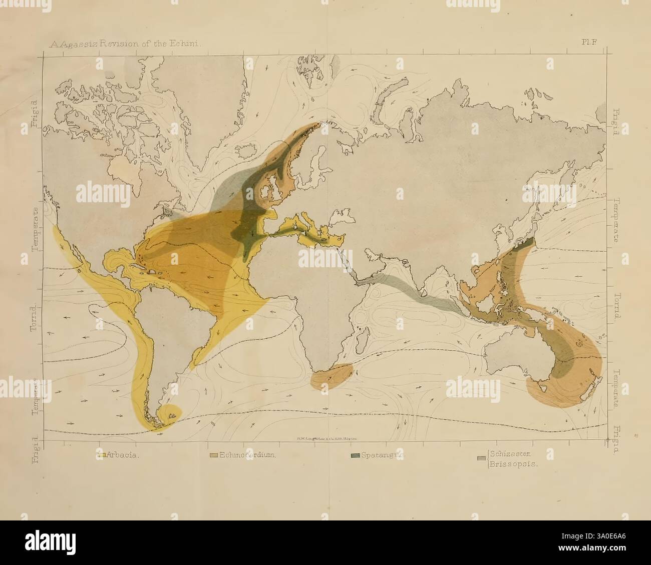 Revision der Echini, Cambridge, Mass, University Press, 1872-1874, Klassifizierung, Echinodermata, Seeigel, Museum of Comparative Zoology, die Karte zeigt die Verteilung verschiedener ozeanischer Strömungssysteme auf der ganzen Welt. Farbcodierte Bereiche heben Bereiche hervor, die von bestimmten Strömungen beeinflusst werden, und zeigen damit die Strömungsmuster des Wassers an. Hauptströmungen wie der Golfstrom und der Kuroshio sind in prominenter Form zu sehen und zeigen, wie sie verschiedene Teile der Ozeane verbinden. Die Darstellung dieser Strömungen ist wesentlich für das Verständnis von Klimamustern, Meeresschifffahrt und ökologischem z Stockfoto