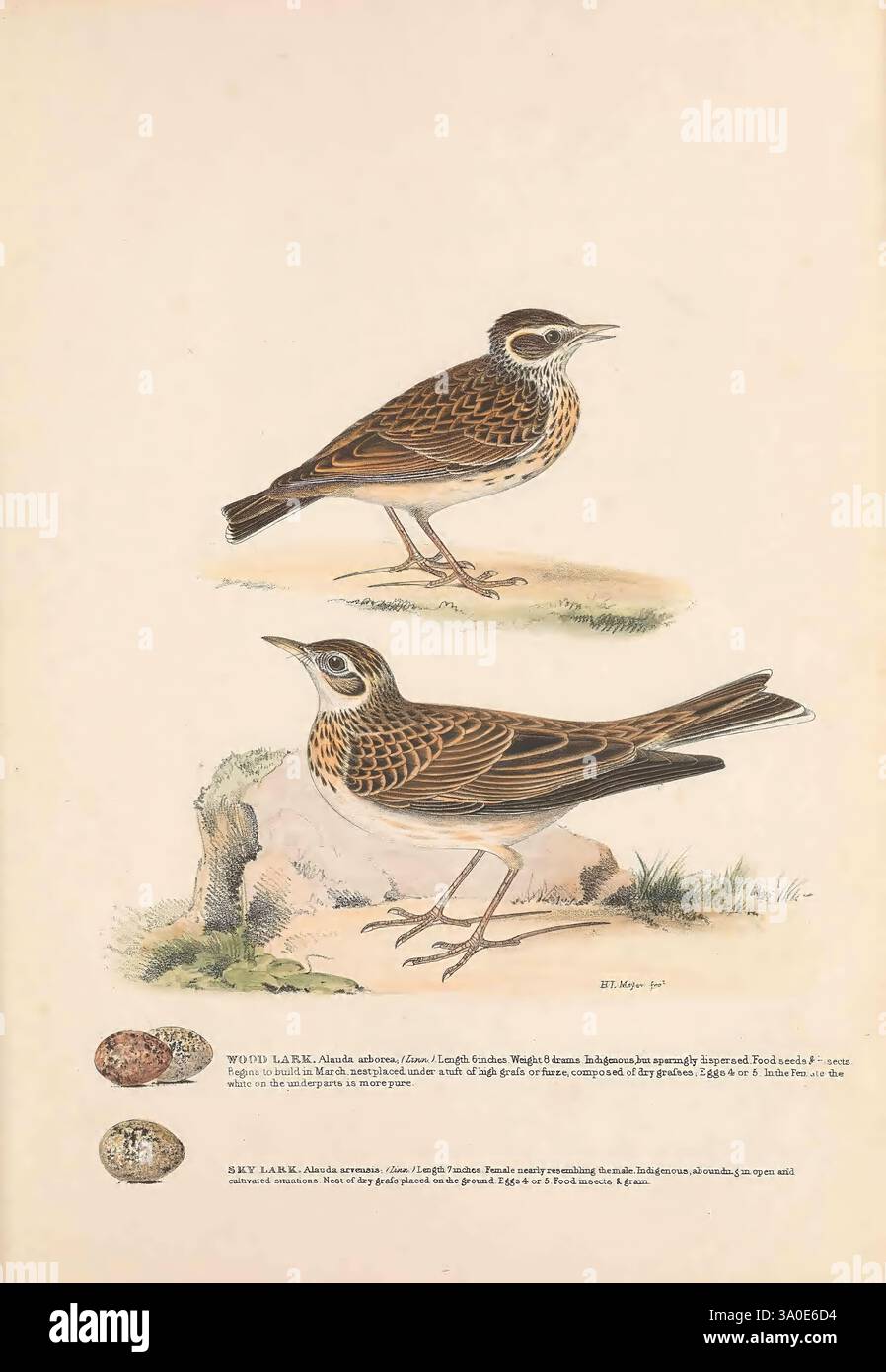 Illustrationen von British Birds, London, 1837-1844, Vögel, Eier, Großbritannien, Nester, Pictorial Works, die Illustration zeigt zwei wunderschön gerenderte Vögel, die beide Arten ähneln, die für ihre melodischen Lieder und ihr einzigartiges Gefieder bekannt sind. Der obere Vogel, der als „Wood Lark“ bezeichnet wird, zeigt komplizierte Federmuster mit einer Kombination aus Braun und dezentem weiß und steht anmutig auf einer leicht erhöhten Oberfläche. Seine Haltung deutet auf Wachheit hin, mit einem leicht erhöhten Kopf. Darunter befindet sich der „Skylark“, der sich durch einen robusteren Körper und einen etwas ausgeprägteren Wappen auf dem Kopf auszeichnet. Die Sk Stockfoto