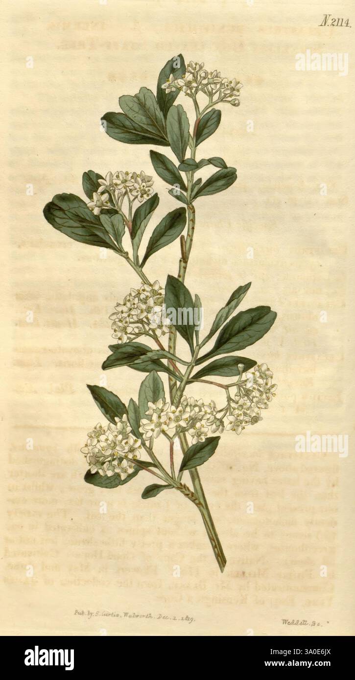 Botanische Illustration Botanik Zeitschriften Bildwerke Pflanzen dekorativ Curtis Celastrus buxifolius Gymnosporia buxifolia Taxonomie: Family= Celastraceae Südafrika, Eine zarte botanische Illustration, die einen schlanken Zweig mit kleinen, weißen Blüten zeigt. Die Blätter sind gestreckt und glänzend, abwechselnd entlang des Stiels angeordnet, was zur Gesamtheit der Eleganz der Komposition beiträgt. Die subtilen Details betonen die Adern und die Textur der Blätter, während die floralen Cluster symmetrisch erscheinen und eine harmonische Bala erzeugen Stockfoto