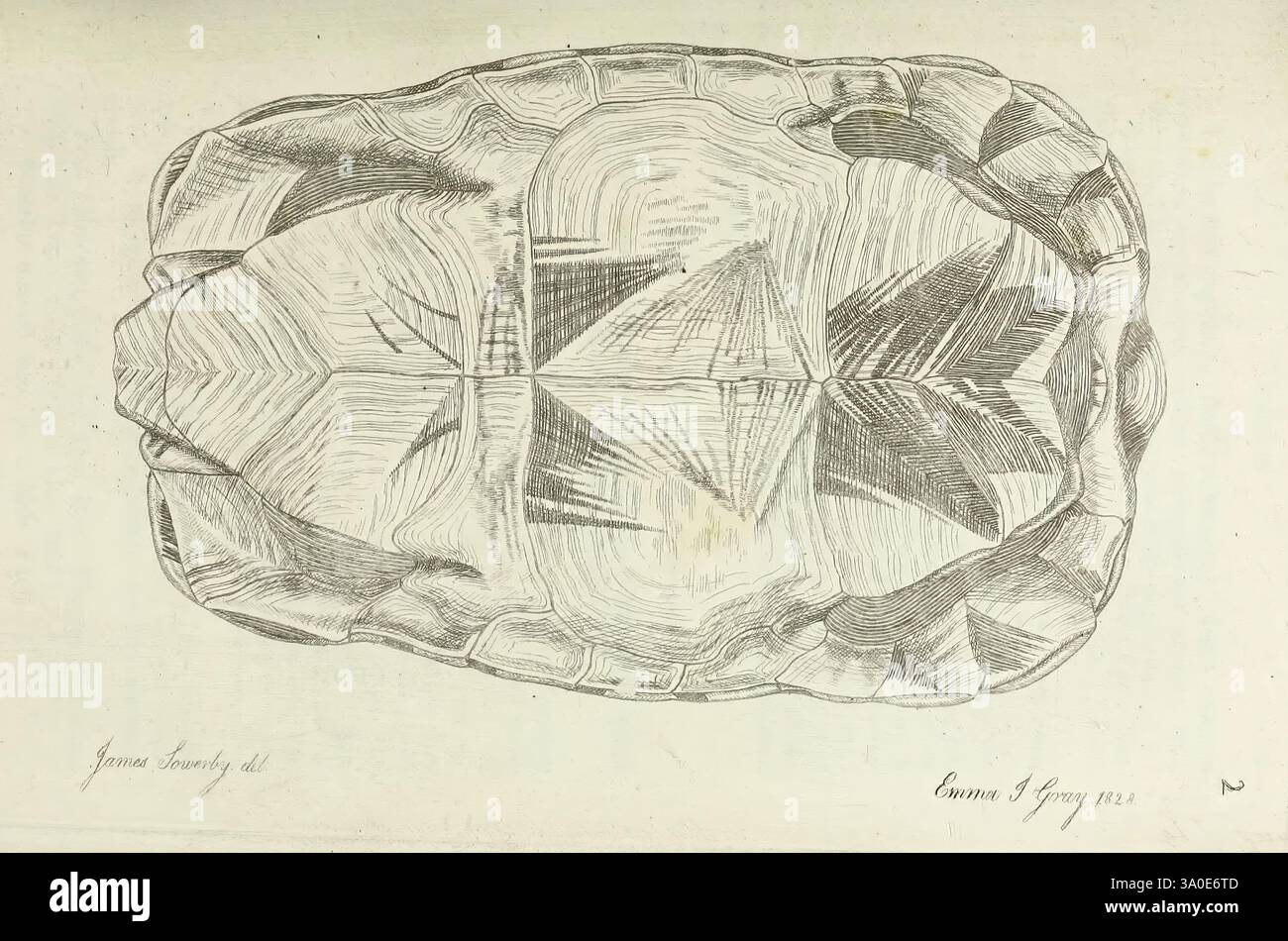 Synopsis, Reptilium, London, G. B, Sowerby, 1831., Eine sehr detaillierte Darstellung der dorsalen Ansicht einer Schildkrötenschale. Die komplizierten Muster und Texturen heben das symmetrische Design hervor und zeigen die charakteristischen Skuten und Grate der Art. Die Zeichnung erfasst die natürliche Komplexität und Eleganz der Schale und betont ihre geometrischen Formen und Linien. Eine Beschriftung unten zeigt die anatomische Referenz an, die den Bildungswert des Bildmaterials erhöht. Stockfoto