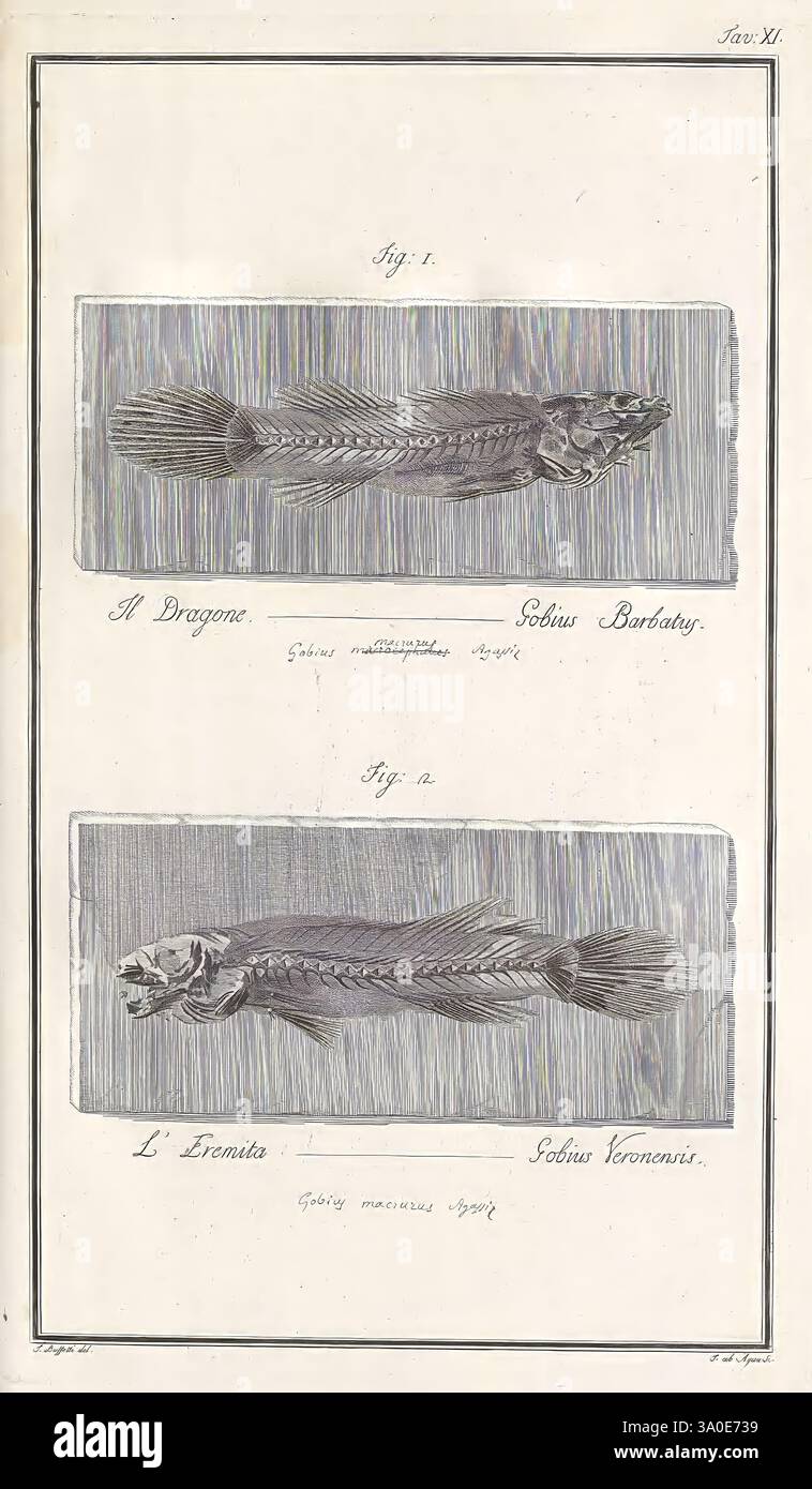 Ittiolitologia, Veronese, del, Museo, Bozziano, Verona, Dalla, Stamperia, Giuliari, MDCCXCVI-[1809], die Abbildung zeigt zwei verschiedene Fischarten, die sorgfältig gezeichnet und beschriftet sind. Die obere Figur mit der Bezeichnung „A Brayon“ veranschaulicht die Eigenschaften des „Solea Barbatus“ und zeigt seinen langgestreckten Körper und seine Flossenstruktur. Darunter befindet sich die zweite Figur mit der Bezeichnung „L’Etruite“ und stellt den „Salmo Lorracensis“ dar, der seine einzigartigen Merkmale wie die Form des Kopfes und die Anordnung der Flossen hervorhebt. Beide Illustrationen sind auf einem gestreiften Hintergrund dargestellt, der die del betont Stockfoto