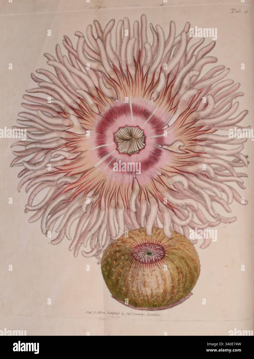 The British Miscellany London gedruckt von R. Taylor & Co. Verkauft vom Autor J. Sowerby von White Johnson Symonds alle anderen Buchhändler 1806 Great Britain Pictorial Works Zoology Actinia equina James Sowerby Beadlet Anemone Hist Sci Art IG Daily Sci Art James Sowerby Great Britain zeigt die Illustration eine auffällige Anemone, die sich durch ihre lebendigen, fließenden Tentakeln auszeichnet, die in anmutigen Locken und Locken nach außen strahlen. Die Tentakel sind mit zarten Rosa- und Weißtönen verziert, die einen optisch fesselnden Kontrast zu einer tiefen zentralen Struktur schaffen. Darunter befindet sich ein abgerundeter Fuß mit strukturiertem d Stockfoto