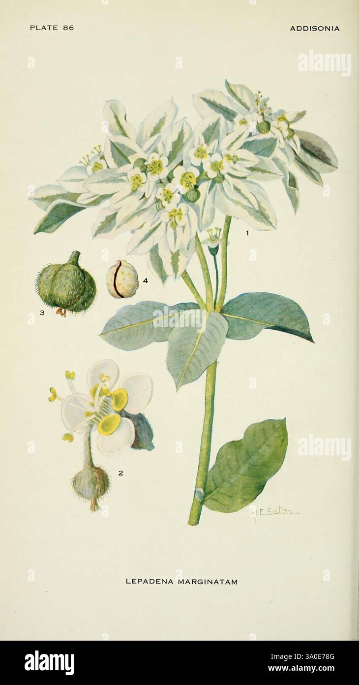 Addisonia, New York, New York Botanical Garden, 1916-1964, Zeitschriften, Bildwerke, Pflanzen, USA, Lepadena, Blume, diese Illustration zeigt die Pflanze Lepadena marginata, die ihre zarten weißen Blüten und grünen Blätter zeigt. Die Hauptpflanze ist vollständig dargestellt und zeigt die komplizierten Details ihres Laubs und ihrer Blüten. Die zentrale Illustration wird mit botanischen Zeichnungen der verschiedenen Phasen der Anatomie der Pflanze ergänzt: Eine zeigt die Frucht in zwei Formen, die die charakteristischen Merkmale hervorheben, während eine andere die Fortpflanzungsstrukturen der Blüte beschreibt. Die Over Stockfoto