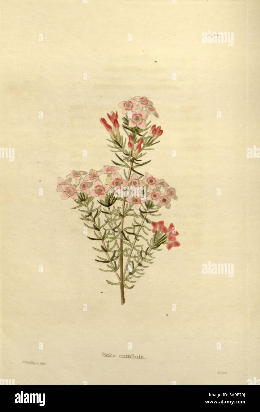 Das botanische Kabinett London, John & Arthur Arch, 1817-1833, zeigt eine zarte Pflanze mit der Bezeichnung „Ezia rondsula“, die eine Gruppe kleiner, rosa Blumen zeigt, die symmetrisch um schlanke grüne Stiele angeordnet sind. Die Blüten weisen einen Farbverlauf auf, wobei weiche Rosa in tiefere Farbtöne übergehen und einige Blütenblätter einen dezenten Rotton aufweisen. Die Blätter sind gestreckt und schmal, was das elegante Aussehen der Pflanze unterstreicht. Diese botanische Darstellung zeigt die komplizierten Details der Blumen und des Laubs und spiegelt die Schönheit und Komplexität der Natur wider. Stockfoto