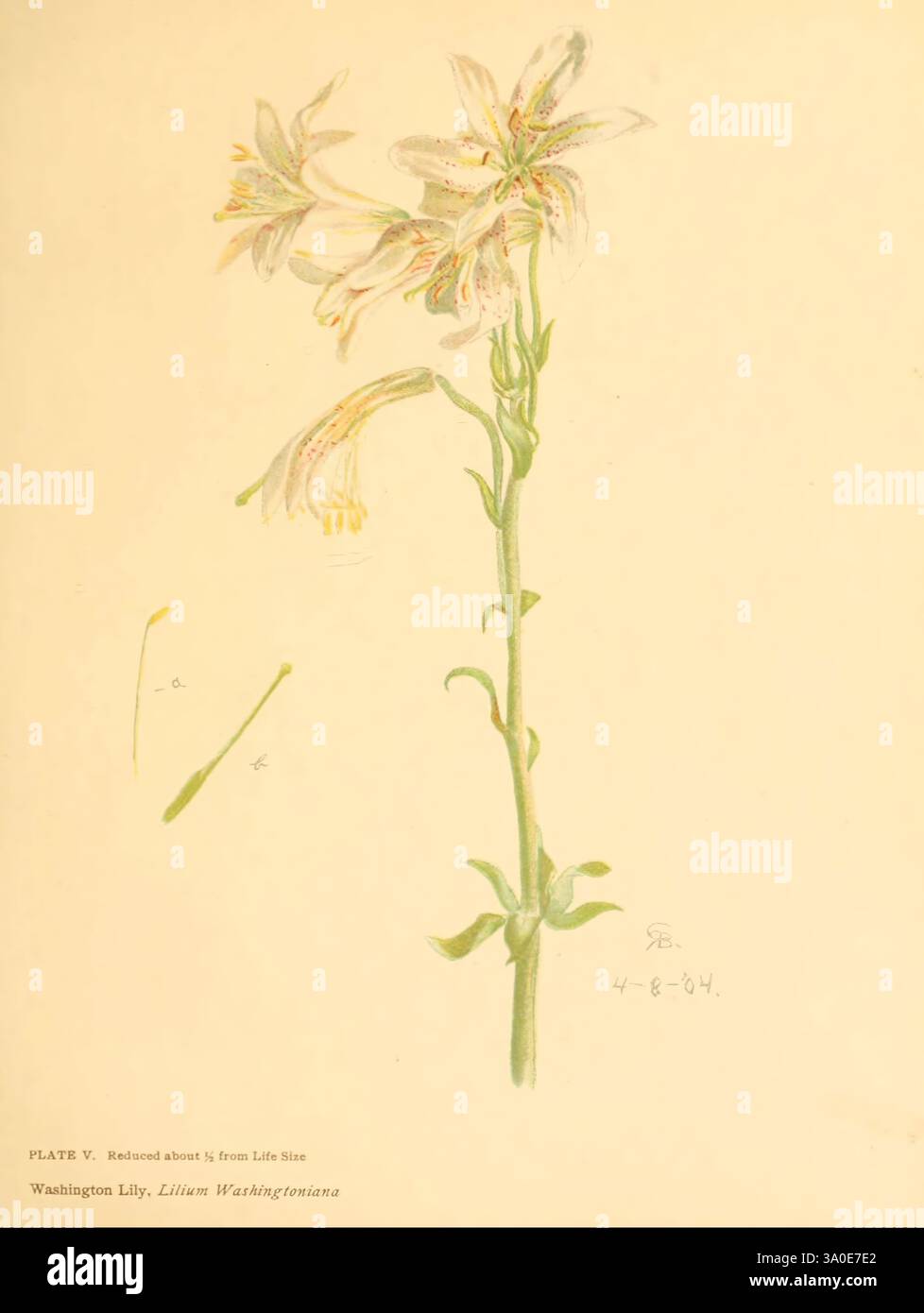 Lilien und Orchideen New York R. G. Cooke brachte 1906 Orchideen Lilien Lilium washingtonianum ein, Eine botanische Illustration der Washington Lily, wissenschaftlich bekannt als Lilium Washingtonianum. Das Kunstwerk zeigt einen schlanken Stiel, der mit zarten weißen Blüten verziert ist, die an den Enden der Blütenblätter dezente gelbe und lila anmuten. Die Blätter sind gestreckt und schmal und wachsen abwechselnd entlang des Stängels, was die allgemeine Eleganz der Pflanze unterstreicht. Die Hauptabbildung wird durch eine kleine, detaillierte Skizze eines einzelnen Blattes ergänzt, die zusätzliche Einblicke in die Anatomie der Pflanze bietet. Das Datum Stockfoto