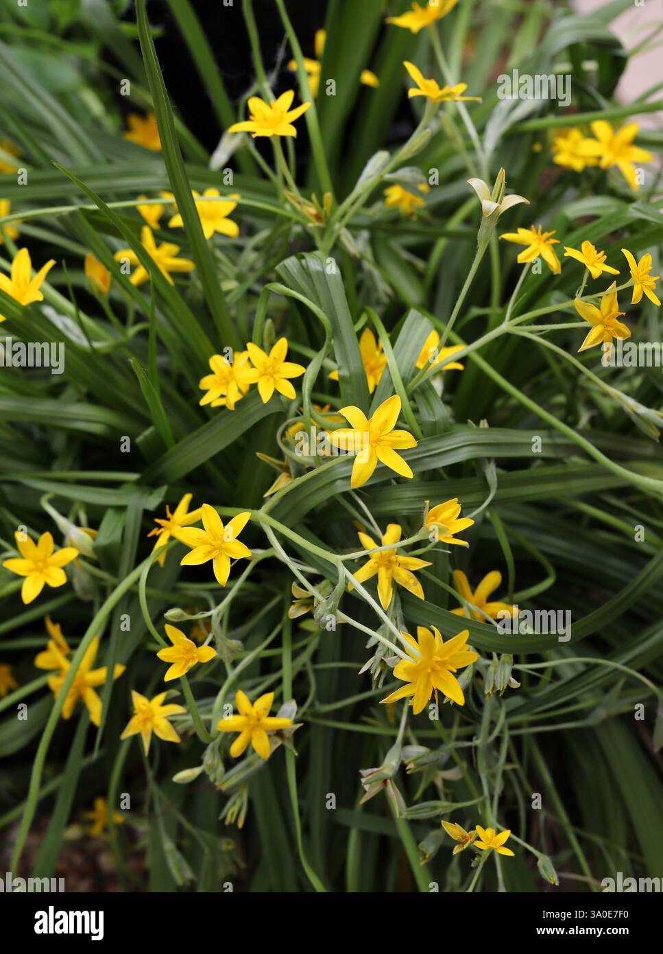 Narrow Stargrass oder Yellow Star, Hypoxis angustifolia, Hypoxidaceae. Tropical & S. Africa, W. Indischer Ozean, SW. Arabische Halbinsel. Stockfoto