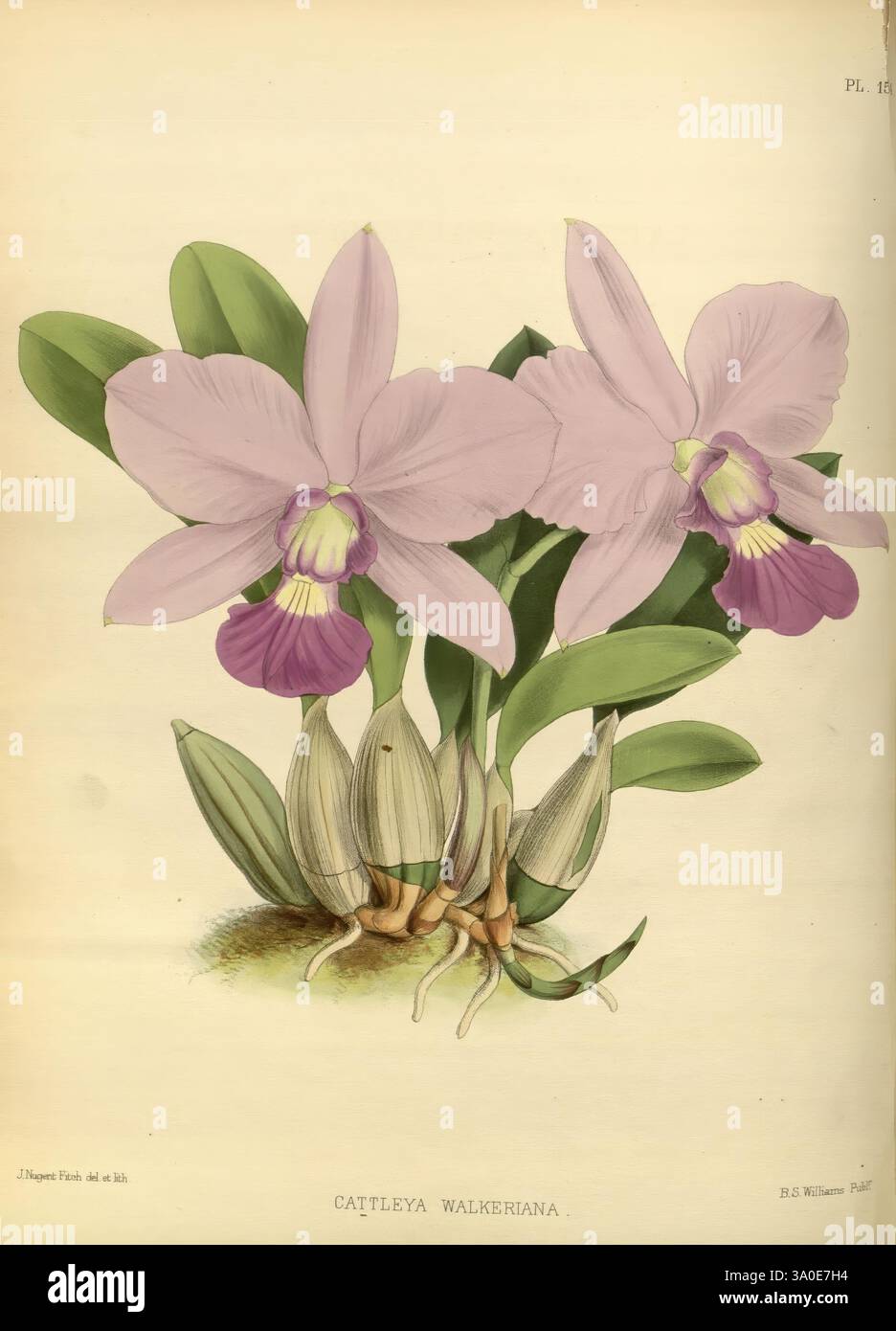 Orchid, Album, London, B. S. Williams, 1882-97, Orchidaceae, Zeitschriften, Bildwerke, die Illustration zeigt die exquisite Cattleya Walkeriana Orchidee mit großen, zarten Blüten mit weichen Lavendelblättern und einer auffälligen lila Lippe. Die Pflanze ist mit mehreren geschlossenen Knospen und robusten grünen Blättern dargestellt, was ihre üppige, tropische Natur unterstreicht. Die komplizierten Details jeder Blüte und Knospe unterstreichen die Eleganz und Komplexität dieser wunderschönen Art und machen sie zu einer atemberaubenden Darstellung der botanischen Kunst. Stockfoto