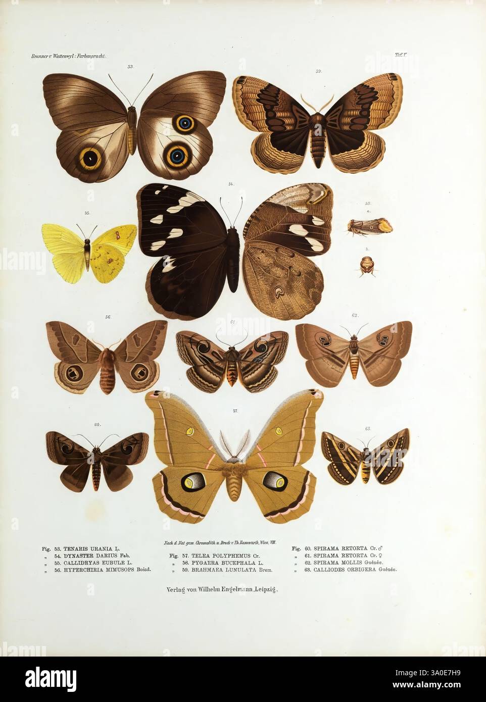 Betrachtungen uber die Farbenpracht der Insekten, Leipzig, Wilhelm Engelmann, 1897, Farbinsekten, Arthropoden, Arthropoden, die Illustration zeigt eine vielfältige Sammlung von Schmetterlingen und Falter, die ihre komplizierten Muster und leuchtenden Farben hervorheben. Das Arrangement zeigt verschiedene Arten, jede mit wissenschaftlichen Namen versehen, die ihre unterschiedlichen Flügelformen und -Details zeigen. Einige weisen auffällige Augenflecken auf, während andere empfindliche Markierungen zeigen, die ihre einzigartige Identität unterstreichen. Diese lehrreiche Ausstellung fängt die Schönheit der Entomologie ein und lädt die Zuschauer ein, die Komplexität zu schätzen Stockfoto