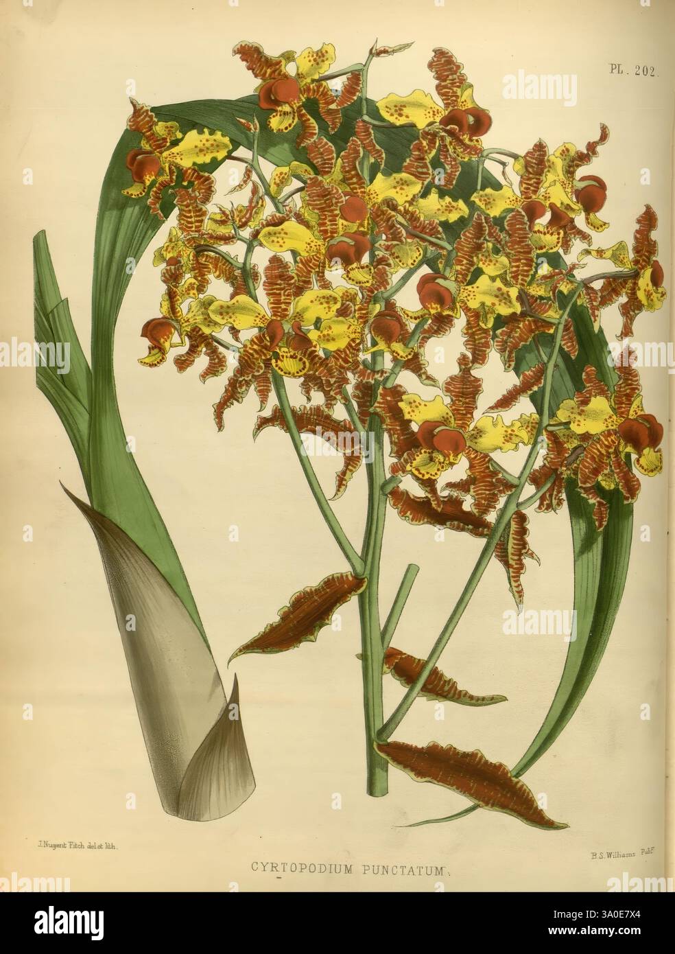 Orchid Album London B. S. Williams 1882-97 Orchidaceae Periodicals Pictorial Works, Eine lebendige Darstellung des Cyrtopodium punctatum, in dem seine charakteristischen gelben und roten Blüten eng zusammenliegen. Die üppig grünen Blätter reichen elegant von der Basis ab und bilden einen reichen Kontrast zu den lebhaften Blüten. Diese Illustration betont die komplizierten Details der Struktur der Blume und die anmutigen Linien des Laubs, die die Schönheit dieser exotischen Pflanze widerspiegeln. Die Gesamtkomposition unterstreicht die natürliche Eleganz und das komplizierte Design botanischer Motive. Stockfoto