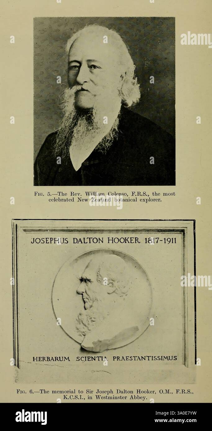 Neuseeländische Pflanzen und ihre Geschichte, Wellington, N. Z, M. F. Marks, Govt. Drucker, 1919, Neuseeland, Werke, William Colenso, Joseph Dalton Hooker, Taxonomie Not Need, im oberen Abschnitt befindet sich ein Porträt des Reverend William Colenso, F.R.S., eines prominenten neuseeländischen Botaniker, der für seine bedeutenden Beiträge zur Botanik und Naturgeschichte bekannt ist. Unten befindet sich eine Gedenktafel, die Sir Joseph Dalton Hooker, einer Schlüsselfigur auf dem Gebiet der Botanik, gewidmet ist. Sie zeigt seinen Namen und die Inschrift „Herbarum Scientia Praestantissimus“, die übersetzt „am meisten ausgezeichnet in der Wissenschaft von“ bedeutet Stockfoto