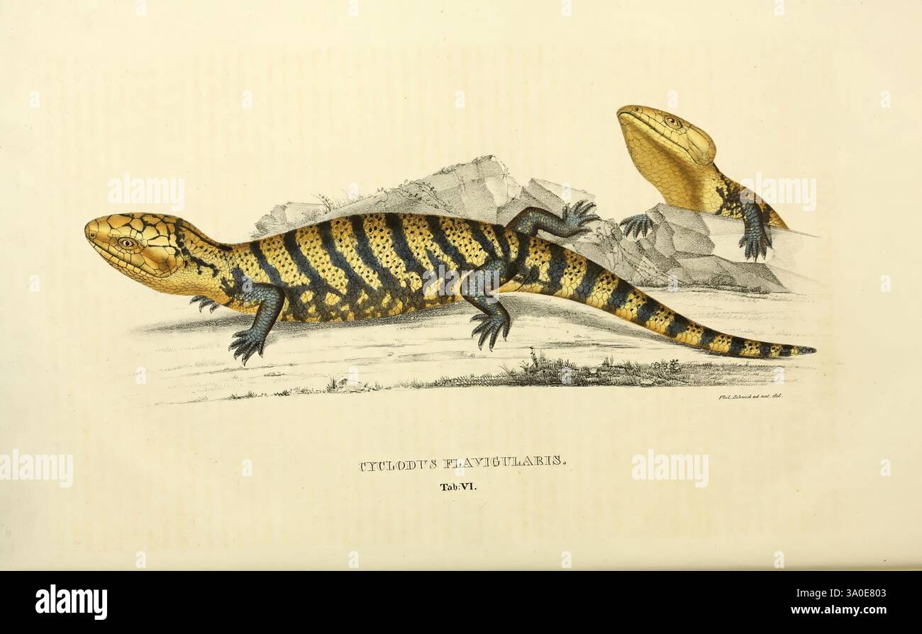 Descriptiones et icones amphibiorum Monachii, Stuttgartiae et Tubingae, Sumtibus J.G. Cottae, 1828-1833 Museum für Vergleichende Zoologie Amphibienreptil Cyclodus flavigularis Phil Schmid Tiliqua gigas indonesischer blauzüngiger Skinchse Johann Georg Wagler Herpetologie Iguaneidechse, diese Abbildung zeigt eine detaillierte Darstellung einer für ihre charakteristische Färbung und Struktur bekannten Skinkart. Der Skink wird in dynamischer Pose präsentiert und zeigt seinen lang gestreckten Körper mit auffälligen Mustern aus dunklen Streifen auf einem helleren Hintergrund. Im Vordergrund ist der Skink in Position Stockfoto