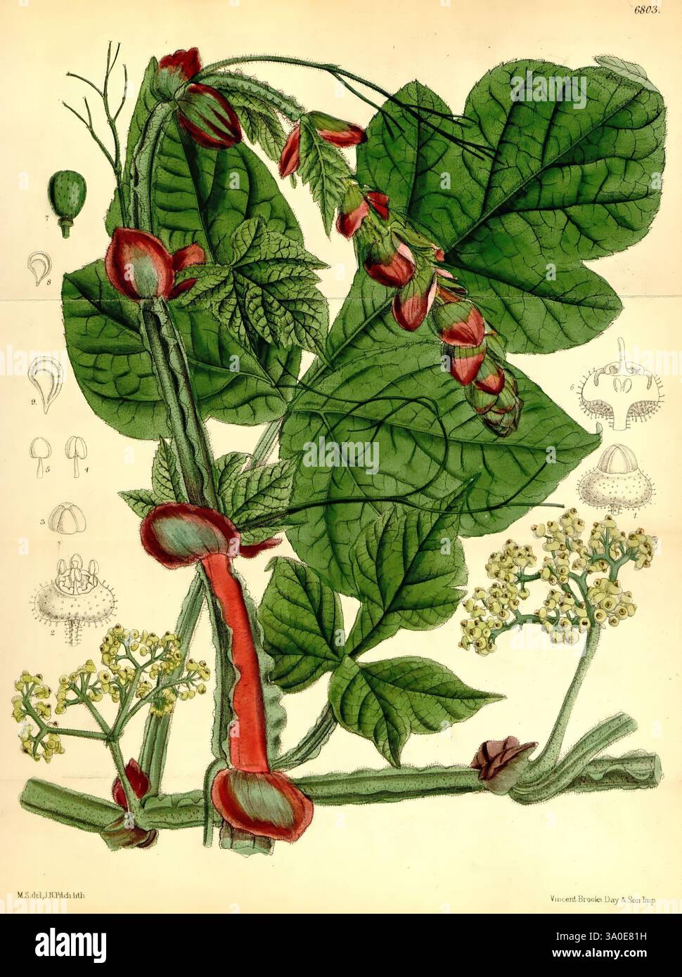 Curtis's Botanical Magazine London New York etc. Botanische Illustration Botanik Zeitschriften Bildwerke Pflanzen ornamental Curtis, die Komposition enthält eine detaillierte botanische Illustration, die die verschiedenen Teile einer Pflanze zeigt. Hervorzuheben sind große, üppig grüne Blätter mit markanten Formen, die mit auffälligen roten Blüten verziert sind, die anmutig an schlanken Stielen hängen. Unter dem Laub wird die Struktur der Pflanze hervorgehoben und ihre dicken, strukturierten Stiele sichtbar. Die Hauptpflanze flankiert kleinere Illustrationen, die die blumige Anatomie und weitere Details anderer botanischer Elemente darstellen Stockfoto