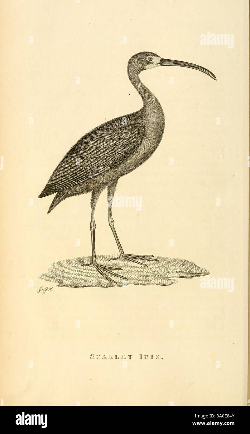 Allgemeine Zoologie oder systematische Naturgeschichte, London, gedruckt für G. Kearsley, 1800-1826, Bildwerke, Zoologie, Vogel, eine detaillierte Abbildung eines Scarlet Ibis mit seiner eleganten Form und den charakteristischen Merkmalen. Der Vogel steht hoch mit langen Beinen und einem schlanken Hals, gekrönt von einem spitzen Schnabel. Das Gefieder zeigt eine Vielzahl von Texturen, die die komplizierten Details in den Federn hervorheben. Die Basis des Bildes ist mit „SCARLET IBIS“ beschriftet, was den Namen der Art angibt. Die Gesamtkomposition unterstreicht die Anmut und Schönheit dieses bemerkenswerten Vogels. Stockfoto Allgemeine Zoologie oder systematische Naturgeschichte, London, gedruckt für G. Kearsley, 1800-1826, Bildwerke, Zoologie, Vogel, eine detaillierte Abbildung eines Scarlet Ibis mit seiner eleganten Form und den charakteristischen Merkmalen. Der Vogel steht hoch mit langen Beinen und einem schlanken Hals, gekrönt von einem spitzen Schnabel. Das Gefieder zeigt eine Vielzahl von Texturen, die die komplizierten Details in den Federn hervorheben. Die Basis des Bildes ist mit „SCARLET IBIS“ beschriftet, was den Namen der Art angibt. Die Gesamtkomposition unterstreicht die Anmut und Schönheit dieses bemerkenswerten Vogels. Stockfoto