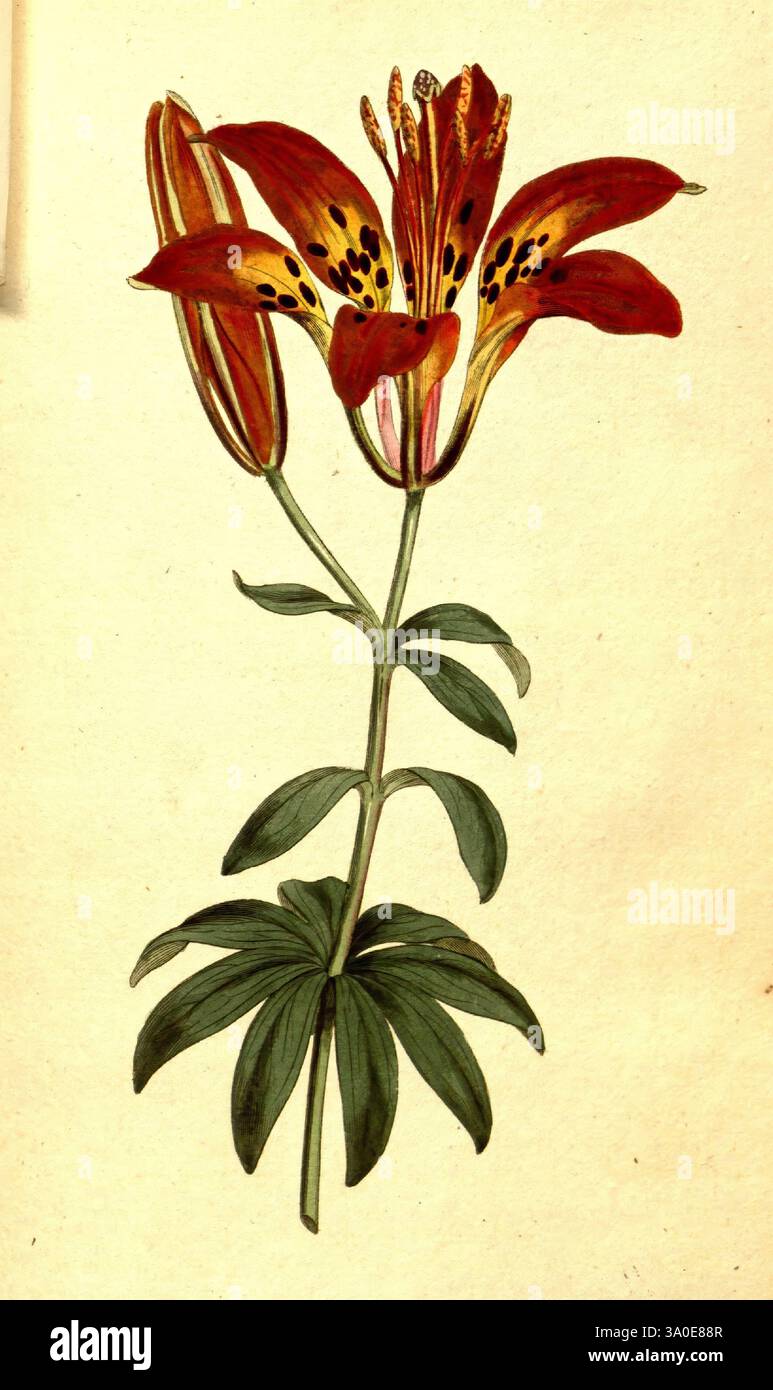Curtis's Botanical Magazine London New York usw. Botanik-Zeitschriften Bildwerke Curtis, Eine wunderschön illustrierte botanische Darstellung mit einer auffälligen Blume mit leuchtenden orangefarbenen Blüten und dunklen Flecken. Die Komposition zeigt zwei markante Blüten auf schlanken Stielen, umgeben von üppig grünen Blättern. Die feinen Details betonen die komplizierte Struktur der Blütenblätter und die einzigartigen Eigenschaften der Pflanze, während die Inschrift oben darauf hinweist, dass sie als Nummer 519 katalogisiert ist. Dieses Stück veranschaulicht die Kunstfertigkeit botanischer Illustrationen aus dem späten 19. Jahrhundert. Stockfoto