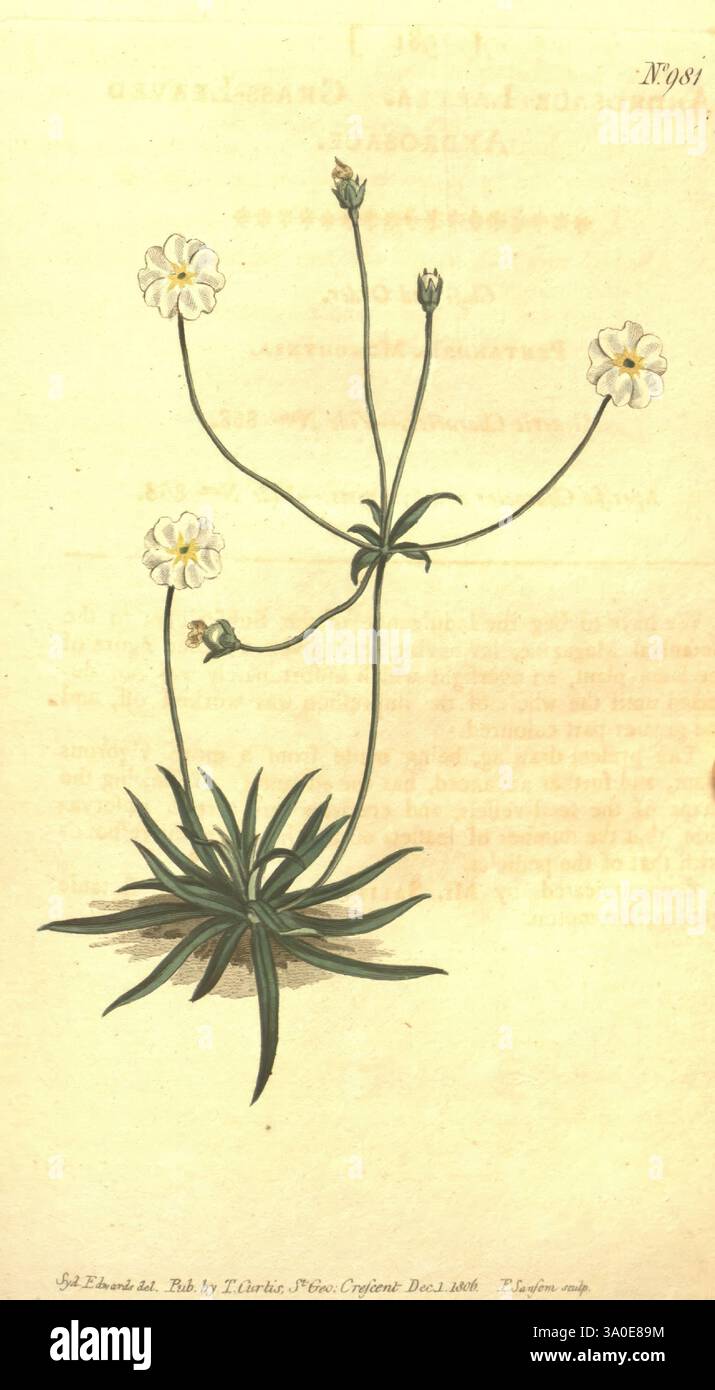 Die Abbildung zeigt eine zarte Pflanze, die sich durch schlanke, längliche Stämme auszeichnet, die aus einer Rosette aus schmalen, grasbewachsenen Blättern ragen. An der Spitze der Stiele blühen kleine, weiße Blüten, die jeweils mit gelben Akzenten in der Mitte verziert sind. Die Blüten haben eine einfache, aber elegante Struktur und zeigen fünf Blütenblätter, die sich anmutig nach außen öffnen. Unter den Blüten ist die Basis der Pflanze mit einer Gruppe grüner, lanzenförmiger Blätter dargestellt, die sich im Kontrast zur Blumendekoration befinden. Diese botanische Studie hebt sowohl die komplizierten Details der Blüten als auch die Gesamtform der Pflanze hervor Stockfoto