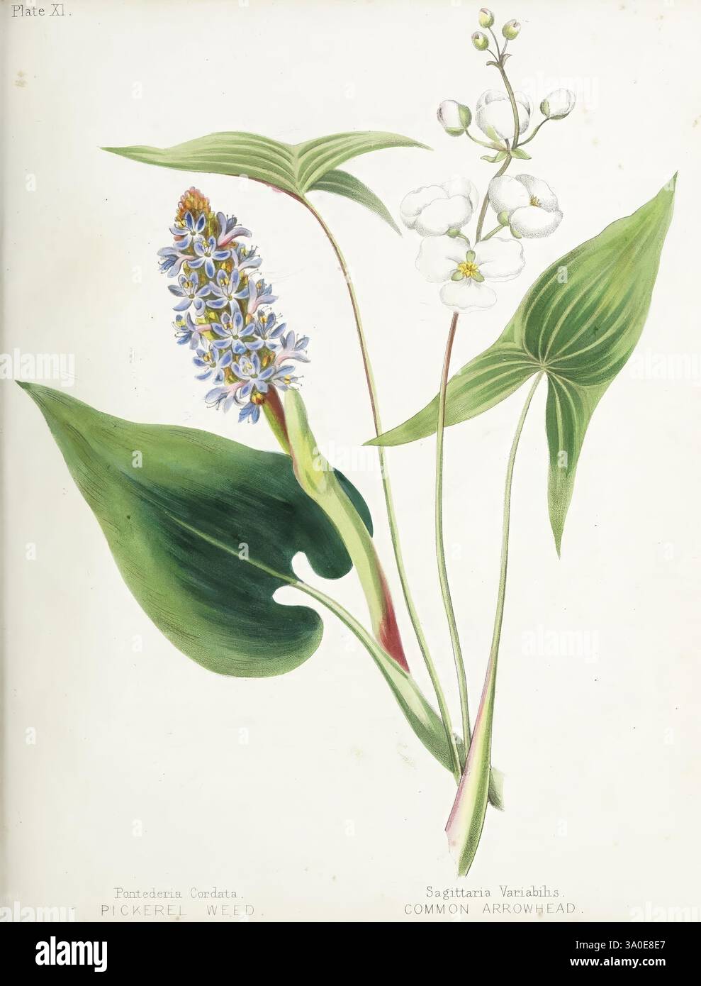 Wilde Blumen von Nova Scotia, Halifax, N. S, herausgegeben von C. H. Belcher, und J. Snow, London, 1840-1853 1840 Botanik CanImp Nova Scotia Wildblumen Maria E. Miller Maria Morris Miller 4 Frauen in der Wissenschaft Nova Scotia, dieses Kunstwerk zeigt eine Illustration von zwei Wasserpflanzen, die elegant vor einem neutralen Hintergrund positioniert sind. Auf der linken Seite ist das Pickerel Weed mit seinem hohen, schlanken Stachel aus leuchtend blauen und violetten Blüten dargestellt, ergänzt durch üppige, breite Blätter, die sich anmutig ausbreiten. Auf der rechten Seite ist die gemeine Pfeilspitze mit ihren charakteristischen pfeilförmigen Blättern und Häusern von Haustieren dargestellt Stockfoto