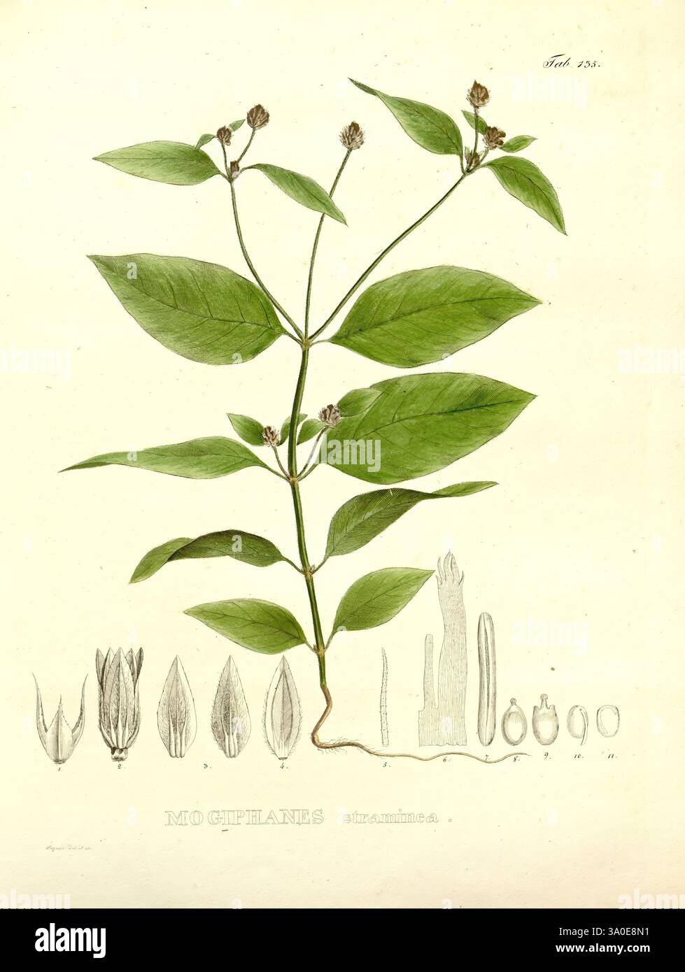 Nova genera et species plantarum. Monachii [München], Impensis Auctoris, 1824-1829 [d. h. 1824-32]., die Abbildung zeigt eine botanische Studie einer Pflanze, die als Mochethanes sinesis identifiziert wurde. Sie zeigt die zarte Struktur der Pflanze und hebt ihre langen Stiele und saftig grünen Blätter hervor. Die Hauptfigur flankiert durch detaillierte Darstellungen verschiedener floraler Elemente, einschließlich der Anordnung von Blütenblättern und Fortpflanzungsteilen, die systematisch präsentiert werden. Diese Komposition ist sowohl eine künstlerische Darstellung als auch eine wissenschaftliche Erforschung, die die komplizierten Details und Morphologie von betont Stockfoto