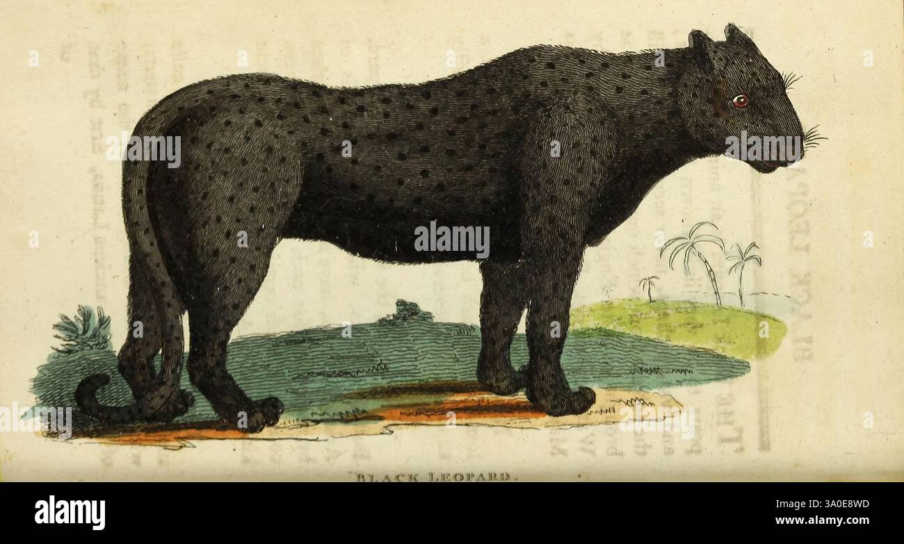 Das Naturalist's Pocket Magazine oder das Complex Cabinet der Kuriositäten und Schönheiten der Natur. London., Eine Darstellung einer großen, schlanken Katze, gekennzeichnet durch sein dunkles Fell, das mit verschiedenen Flecken verziert ist. Das Tier steht aufrecht, sein Körper ist leicht zur Seite gewendet, und die Krallen sind bei der Interaktion mit der Umgebung deutlich sichtbar. Der Kopf ist hochgehoben und zeigt Warnfunktionen und einen intensiven Blick. Die Kreatur umgibt Spuren von Laub und Boden, was auf einen natürlichen Lebensraum hindeutet. Der Hintergrund enthält einen illustrierten Text, der einen Bildungs- oder Informationskontext angibt Stockfoto