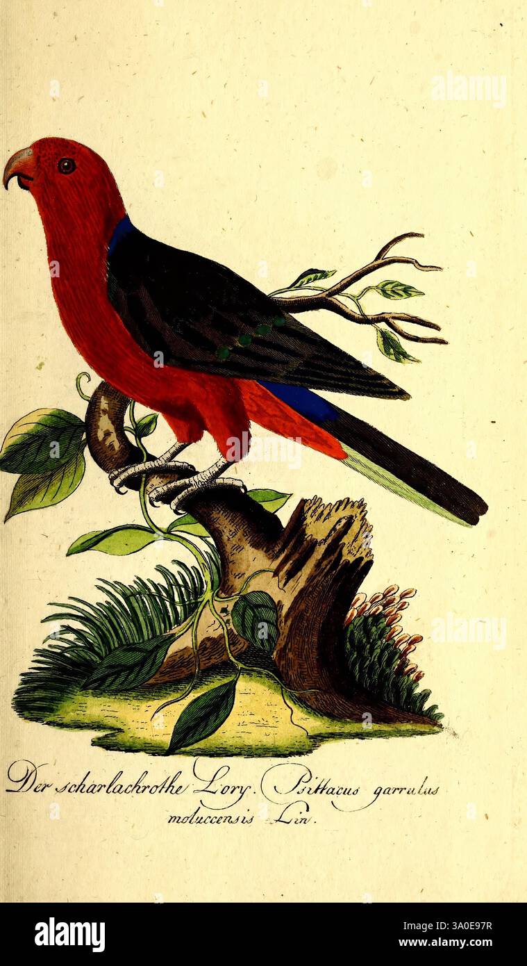 Getreue Abbildungen naturhistorische Gegenstände in Hinsicht auf Bechsteins kurzgefasst gemeinnützige Naturgeschichte des in- und Auslands Nürnberg, in der Schneider und Weigelschen Kunst- und Buch- Handlung [1793-1809] Naturgeschichte, Bildwerke, Vogel, die Illustration zeigt einen lebendigen Vogel auf einem Zweig und zeigt sein lebendiges Gefieder. Der Vogel hat einen auffälligen roten Körper mit tiefgrünen Flügeln und einen Hauch von Blau auf seinen Federn, was einen auffälligen Kontrast erzeugt. Es steht auf einer natürlichen Plattform, umgeben von Blättern und einem kleinen Baumstamm, was auf seinen Lebensraum in einer üppigen Umgebung hindeutet. Die Innenseite Stockfoto