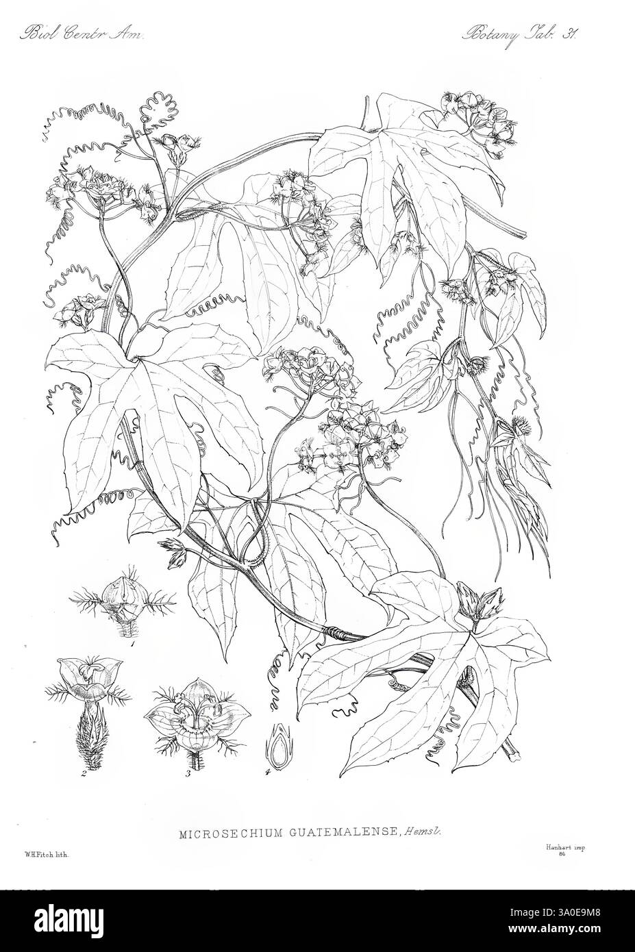 Biologia Centrali-Americana London, 1879-1915, Archäologie, Botanik, Zentralamerika, Beschreibung und Reise, wissenschaftliche Expeditionen, Zoologie, Pflanze, die Illustration zeigt die Pflanzenart Microchium guatemalense, die ihr detailliertes Laub und ihre Blumenstruktur zeigt. Hervorzuheben sind die länglichen, herzförmigen Blätter, die komplizierte Venenmuster aufweisen. Die Hauptpflanze umgibt mehrere Abgrenzungen ihrer Blüten, die sich durch ihre einzigartige Form und Textur auszeichnen, sowie eine anatomische Darstellung, die spezifische botanische Merkmale hervorhebt. Dieser detaillierte Rendering-Server Stockfoto