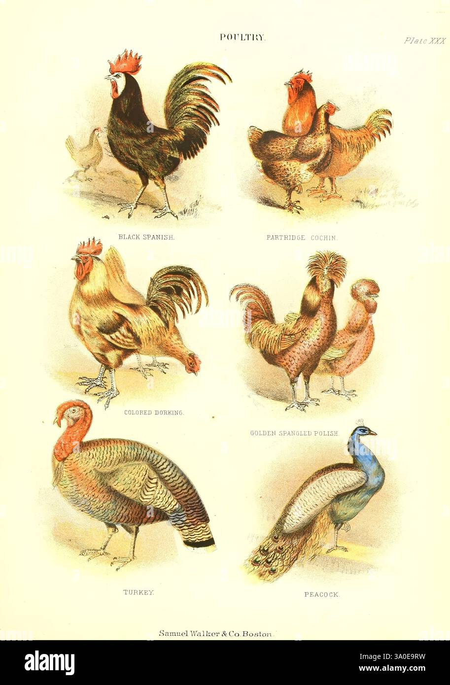 The Living World Boston Samuel Walker & Co. 1868-1870 Anthropologie Bildwerke Zoologie Geflügel Huhn Haushuhn weiß Gesicht schwarz Spanisch schwarz Spanisch Rebhühner cochin farbig dorking Golden gespangelt Polnisch putenmeleagris Pfau indischer Pfauauz Pavo cristatus gewöhnlicher Pfauz Blauer Pfauz, Eine lebendige Sammlung von Geflügelarten zeigt die Vielfalt der domestizierten Vögel. An der Spitze steht ein markanter schwarzer spanischer Hahn stolz neben zwei Hühnern einer Rebhühnersorte, die jeweils durch ihre einzigartigen Federmuster gekennzeichnet sind. Darunter befindet sich ein kolumbianischer domm, bekannt für seine Anmut Stockfoto