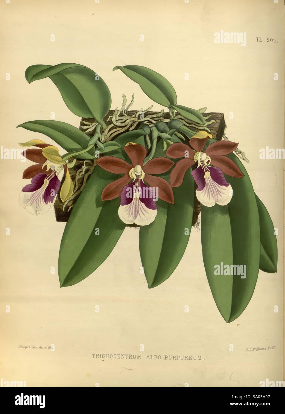 Orchid Album London B. S. Williams 1882-97 Orchidaceae Zeitschriften Bildwerke, die Illustration zeigt die Trichocentrum Albo-Purpureum Orchidee, die ihre unverwechselbaren Blüten zeigt. Die Blumen zeigen eine reiche Kombination aus tiefem Burgunderrot und leuchtendem Lila mit kontrastierenden weißen Akzenten, die ihre komplizierten Muster hervorheben. Die Blüten umgeben von üppig grünen Blättern, die zur ästhetischen Attraktivität der Pflanze beitragen. Die Komposition betont die zarte Struktur und die einzigartigen Farben der Orchidee und lädt zu einer näheren Betrachtung ihrer natürlichen Schönheit ein. Stockfoto