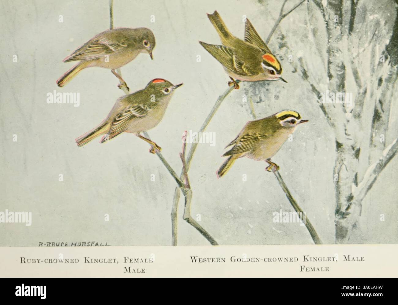 Vögel der Pazifikküste 1923. Birds, British Columbia, Kinglet, Regulus Calendula, rubingekröntes Königreich, Regulus satrapa, Königspaar mit goldener Krone, Pacific Coast North America, Eine detaillierte Abbildung zeigt zwei Königspaare, die auf zarten Zweigen thronen. Auf der linken Seite ist ein rubingekröntes Königsweibchen neben einem Männchen dargestellt, das sich durch seine leuchtend rote Krone auszeichnet. Rechts ist neben dem männlichen Gegenstück ein westliches, goldgekröntes Königshündchen zu sehen, das sich durch eine markante goldene Krone auszeichnet. Die filigranen Federmuster und -Farben verleihen einen lebendigen Touch und sorgen für einen sanften Riss Stockfoto