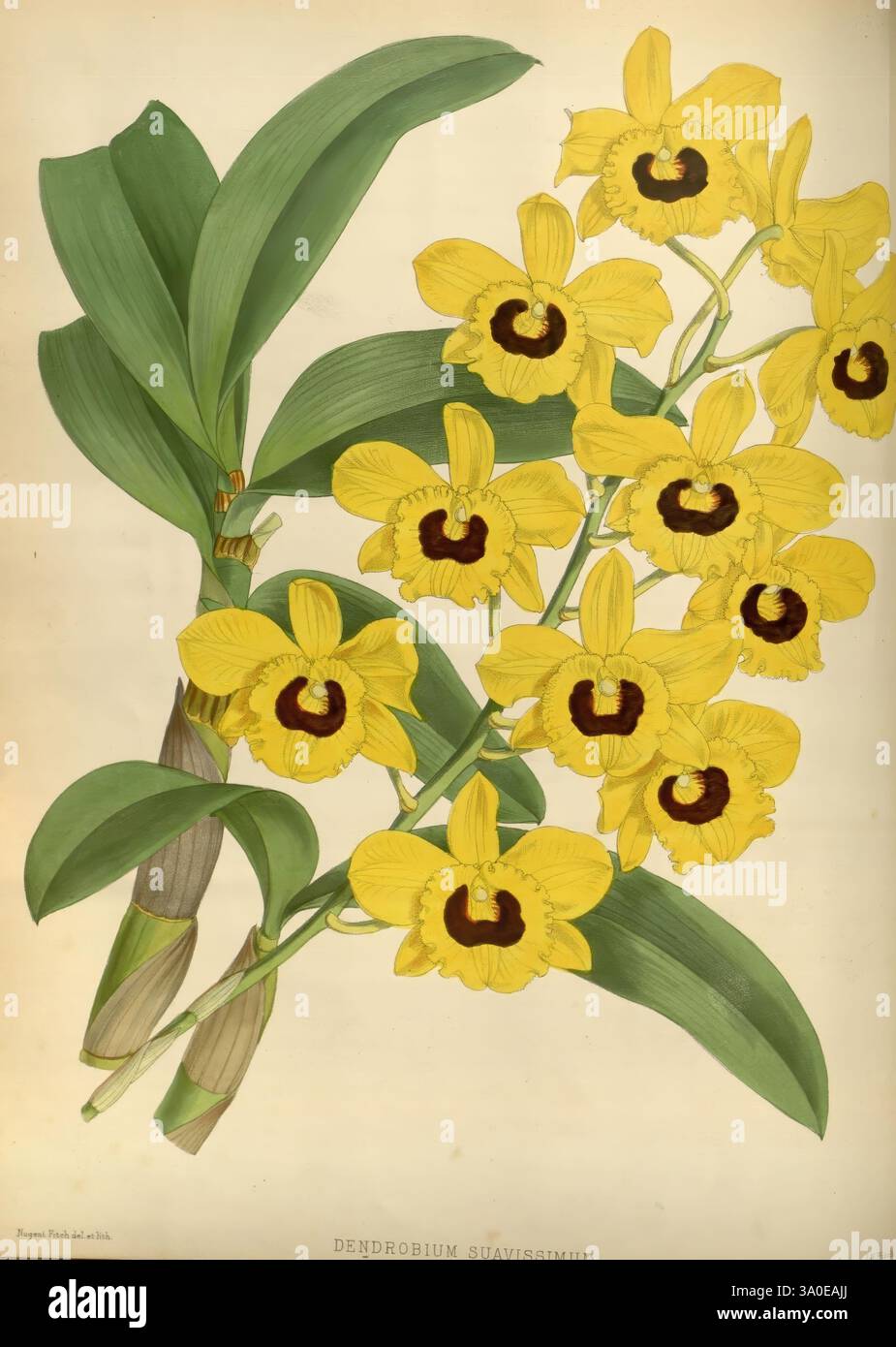Orchid, Album, London, B. S. Williams, 1882-97, Orchidaceae, Zeitschriften, Bildwerke, Dendrobium chrysotoxum, Eine lebendige Illustration zeigt eine Gruppe von Dendrobium suavisimum Orchideen. Die markanten Blüten sind mit gelben Blütenblättern mit tiefbraunen Mittelpunkten versehen, die elegant entlang der Stiele angeordnet sind. Die Blätter sind lang und üppig, was zur natürlichen Schönheit der Komposition beiträgt. Diese Darstellung fängt die komplizierten Details der Blumen ein und hebt die zarten Texturen und die anmutige Form hervor, was sie zu einer exquisiten Darstellung dieser Orchideenart macht. Stockfoto