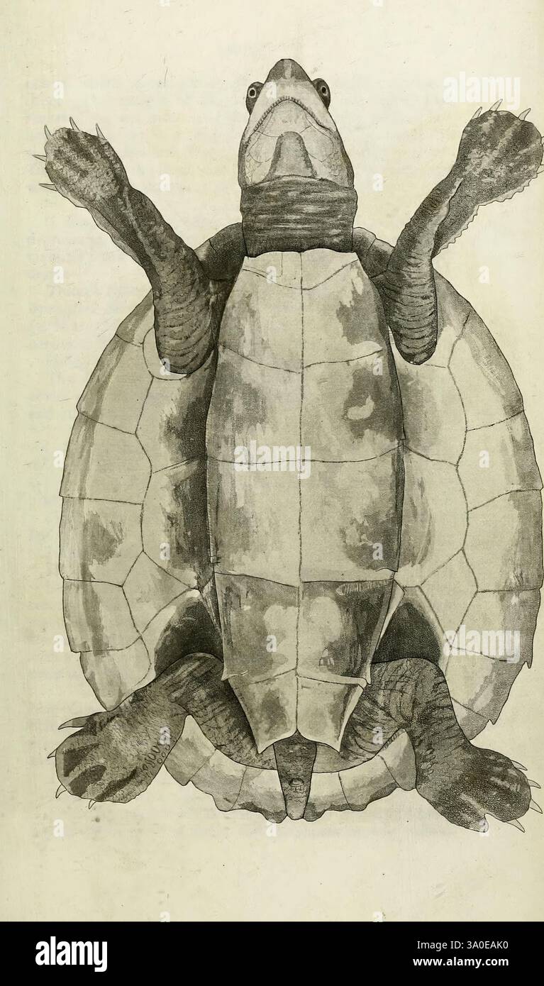 Synopsis, Reptilium, London, G. B, Sowerby, 1831., Eine detaillierte Abbildung einer Schildkröte, die auf dem Kopf steht und ihre Besonderheiten zeigt. Die Schildkrötenschale wird durch ihr segmentiertes Muster und ihre glatte Textur deutlich sichtbar angezeigt. Seine Gliedmaßen sind ausgestreckt, was die Füße und Klauen betont. Der Kopf der Schildkröte ist leicht angehoben und zeigt die Augen und den schnabelartigen Mund. Dieses Kunstwerk hebt die anatomischen und strukturellen Aspekte der Schildkröte hervor und erfasst sowohl ihre Eleganz als auch ihre einzigartige Form. Stockfoto