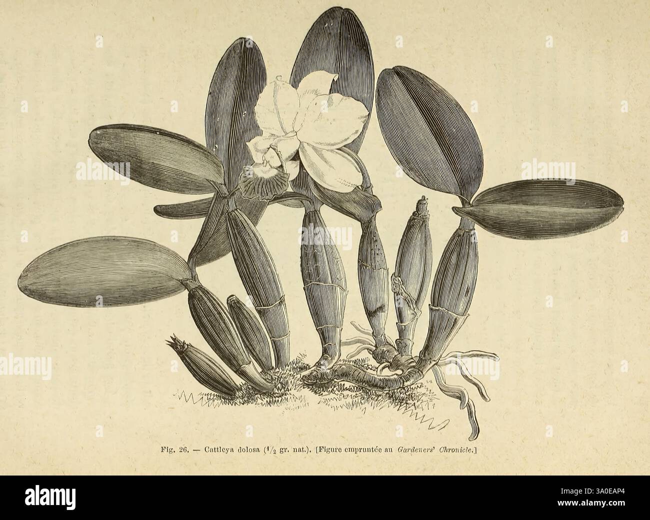 Les orchidées, Paris, J. Rothschild, 1880, Europa, Orchideen, Orchideenkultur, Cattleya dolosa. diese Abbildung zeigt eine botanische Studie einer blühenden Pflanze mit langen, üppig grünen Blättern und mehreren Blütenknospen, wobei eine offene Blüte zarte Blütenblätter zeigt. Die Wurzeln sind an der Basis sichtbar und vermischen sich mit dem Boden. Die Struktur ist detailreich und unterstreicht die natürliche Schönheit und die anatomischen Merkmale der Pflanze. Jedes Element wird sorgfältig gerendert, wodurch die einzigartigen Merkmale dieser Art in ihrer Umgebung hervorgehoben werden. Stockfoto