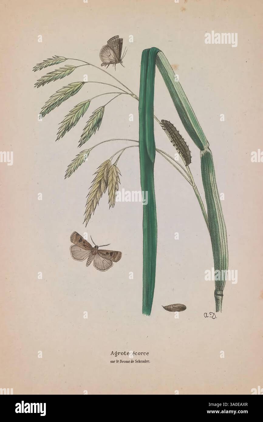 Les lépidoptères de la Belgique, Bruxelles, Librairie C. Muquardt, Merzbach et Falk succ, 1874-84, Belgien, Lepidoptera, Eine botanische Illustration, die eine grüne Graspflanze mit mehreren Stielen und zarten Blättern darstellt. Die Pflanze ist mit Samenkämmen geschmückt, die anmutig hängen und die komplizierten Details des Grases zeigen. Die Pflanze wird von zwei Schmetterlingen begleitet, die auf den Blättern ruhen und zur natürlichen Szene beitragen. Unter der Abbildung steht auf dem Etikett „Agrote écorce“, das die dargestellte Spezies sowie den Namen des Künstlers oder Illustrators angibt. Das Gesamtkomma Stockfoto