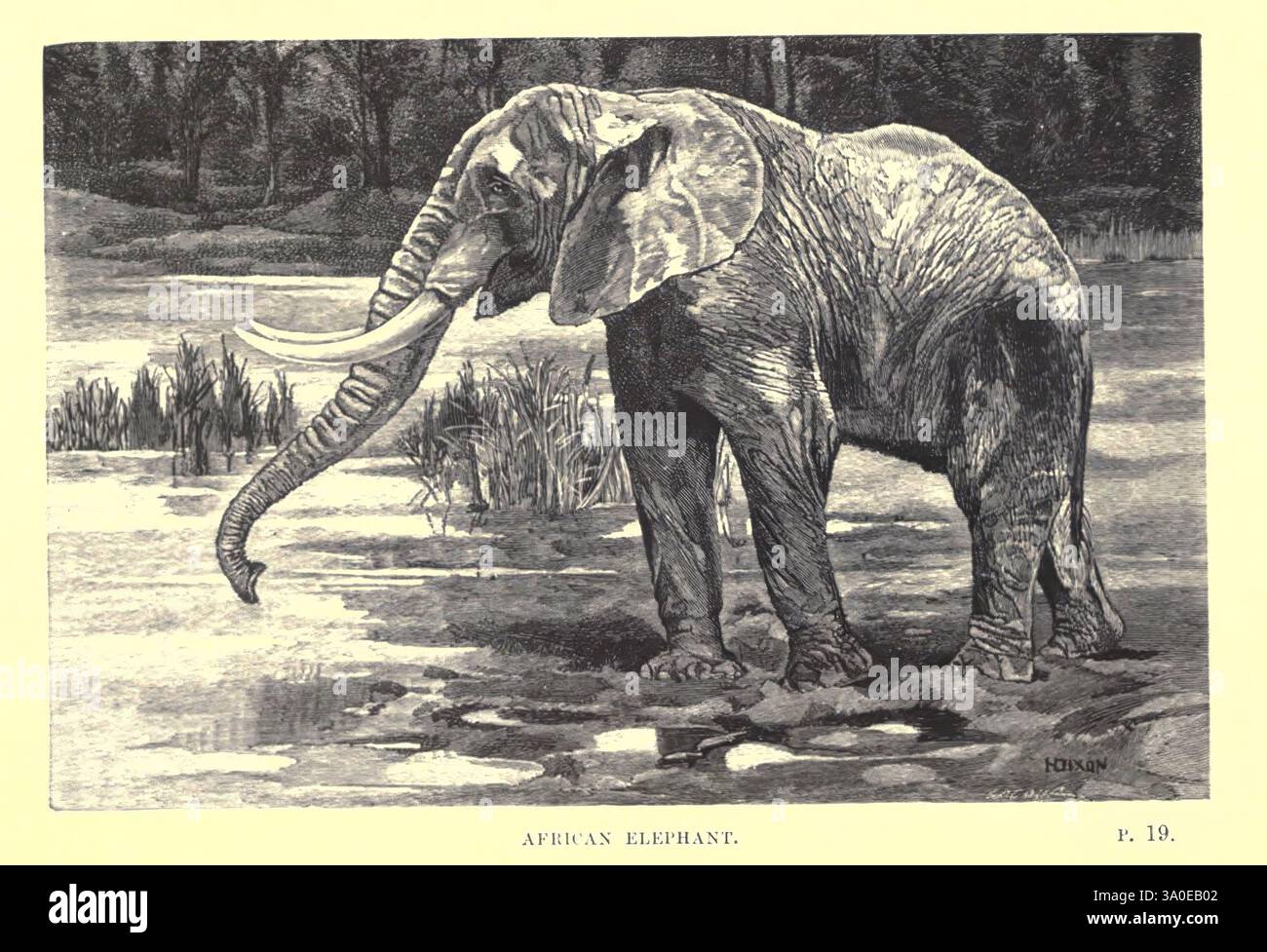 Wilde Tiere und ihre Wege, 1890. Jagd, Tierverhalten Loxodonta, ein afrikanischer Elefant, steht majestätisch am Rand eines ruhigen Wassers, seine großen Ohren flattern sanft, während er einen Drink nimmt. Die Szene fängt die komplizierten Details der faltigen Haut des Elefanten und die Anmut seines langen Stammes ein, der sich zum Wasser hin erstreckt. Rund um den Elefanten bilden Schilf und Gräser einen natürlichen Rahmen, der die ruhige Wildnis unterstreicht. Im Hintergrund bieten Hinweise auf weit entfernte Bäume Tiefe und zeigen den Lebensraum des Elefanten. Die Komposition unterstreicht die Stärke und Schönheit Stockfoto