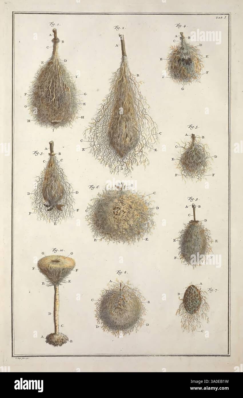 Locupletissimi rerum naturalium thesauri exacata descriptio, et iconibus artificiosissimis expressio, per universam physices historiam, Amstelaedami, apud J. Wetstenium, & Gul. Smith & Janssonio-Waesbergios, 1734-1765. Naturgeschichte, Bildwerke, prälinneanische Werke, Albertus Seba, Kabinett von Seba, Thesaurus rerum naturalium, Kuriositätenkabinett, Fruchtskelette, Botanik, Mykologie, Pyrus, Birne, Kydonien, Quitte, Malus, Apfel, Prunus persica, Pfirsich, Prunus armeniaca, Aprikose, Pflaume, Prunus domestica, Agaricus bisporus, Pilze, Eine Sammlung detaillierter botanischer Illustrationen mit V Stockfoto