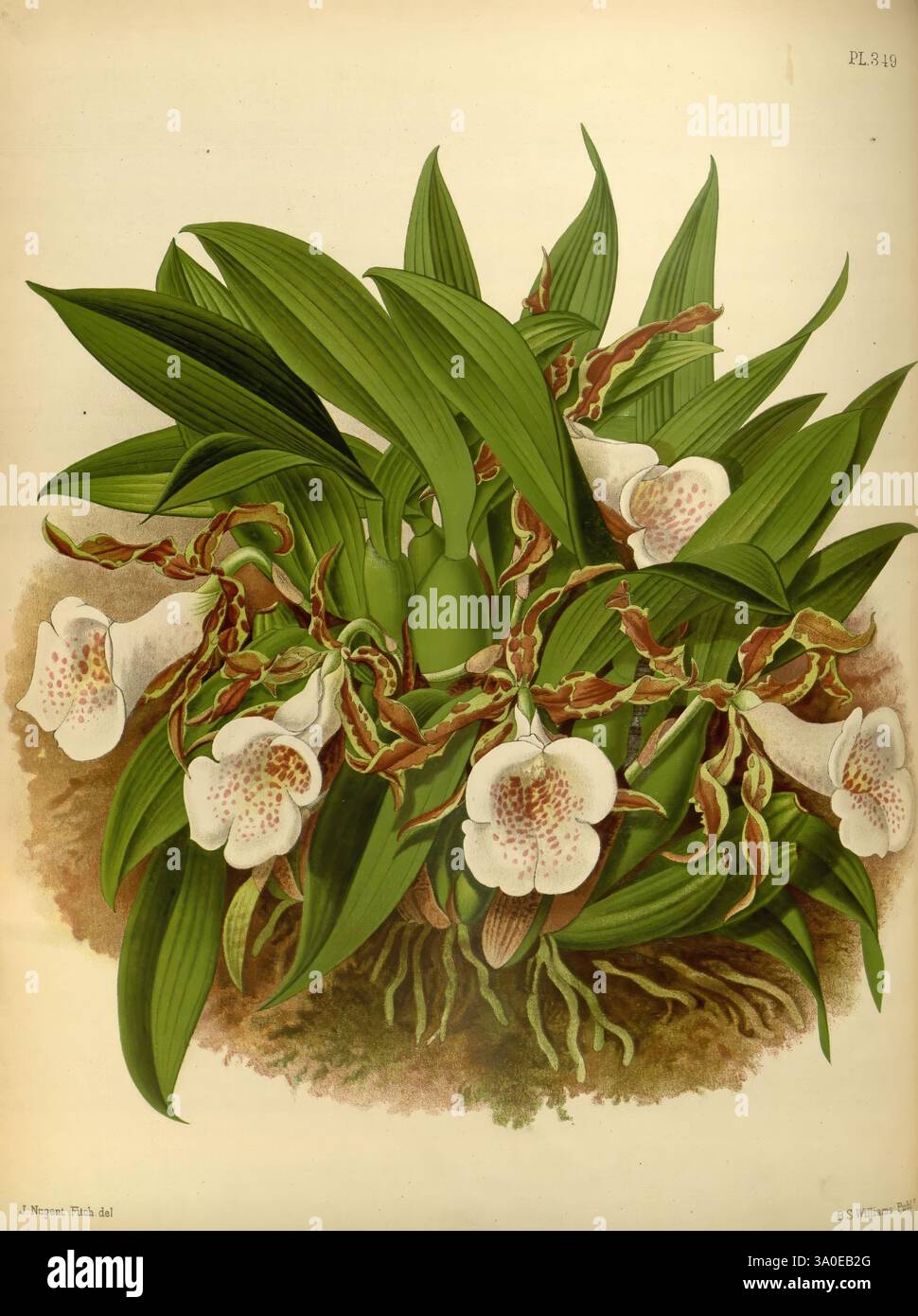 Orchid Album, London, B. S. Williams, 1882-97, orchidaceae, Zeitschriften, Bildwerke, Eine lebendige Darstellung der Trichopelia tortilis, die ihr üppiges grünes Laub und zarte weiße Blumen mit raffinierten rosa und violetten Flecken zeigt. Die Pflanze ist in einer kompakten Gruppe angeordnet, die die reiche Textur ihrer Blätter und die einzigartige Schönheit jeder Blüte unterstreicht. Die Gesamtkomposition unterstreicht die natürliche Eleganz dieser Orchideenart und fängt die Essenz ihres botanischen Charmes ein. Stockfoto