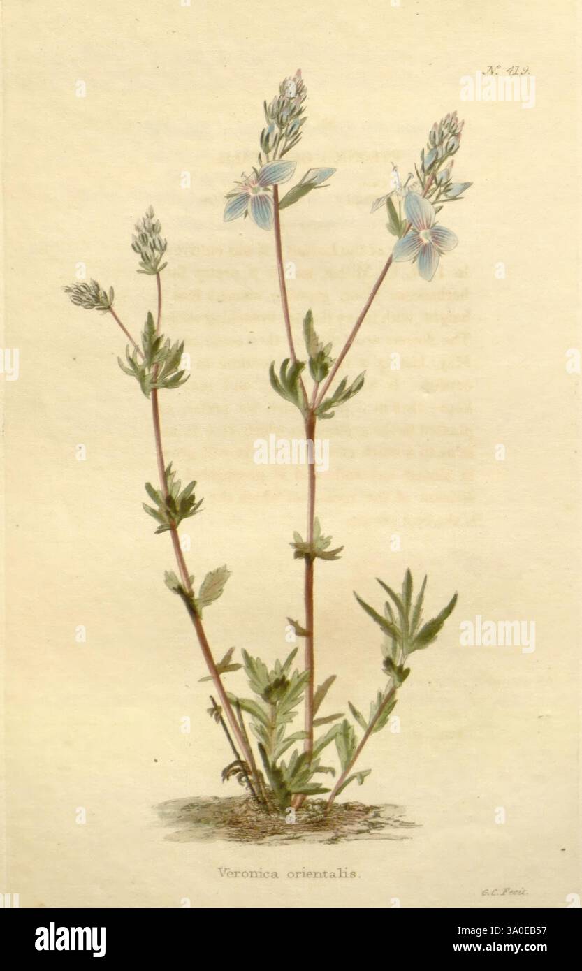 Das Botanical Cabinet London John & Arthur Arch 1817–1833 zeigt eine zarte Pflanze, die als Veronica orientalis bekannt ist. Die Pflanze hat schlanke grüne Stämme, die nach oben ragen und mehrere kleine, blassblaue Blüten mit je vier Blütenblättern zeigen. Die Blätter sind schmal und lang, abwechselnd entlang der Stiele angeordnet, mit einer leicht spitzen Spitze. Die detailreiche Darstellung erfasst die komplizierten Eigenschaften der Blumen und des Laubs und betont ihre natürliche Schönheit und botanische Präzision. Der Hintergrund enthält einen hellen gedruckten Text, der auf einen wissenschaftlichen Kontext für diese Botanik hindeutet Stockfoto