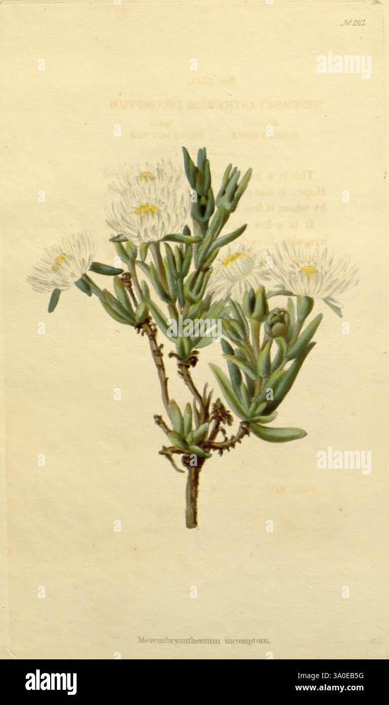 The Botanical Cabinet, London John & Arthur Arch 1817-1833, diese botanische Illustration zeigt einen zarten Stamm einer Pflanze, der sich durch seine fleischigen grünen Blätter und kleine, weiße Blüten auszeichnet. Die schmalen, lang gezogenen Blätter sind in einem abwechselnden Muster entlang des Stiels angeordnet und zeigen einen lebhaften grünen Farbton, der auf Widerstandsfähigkeit und Anpassungsfähigkeit hinweist. Auf dem Stiel blühen die Blüten mit makellosen Blütenblättern und strahlen ein Gefühl von Frische und Vitalität aus. Der Hintergrund ist mit subtilen Texten versehen, die auf die wissenschaftliche Klassifizierung oder den geografischen Ursprung der Pflanze hinweisen, während der Künstler die geschickte rende zeigt Stockfoto