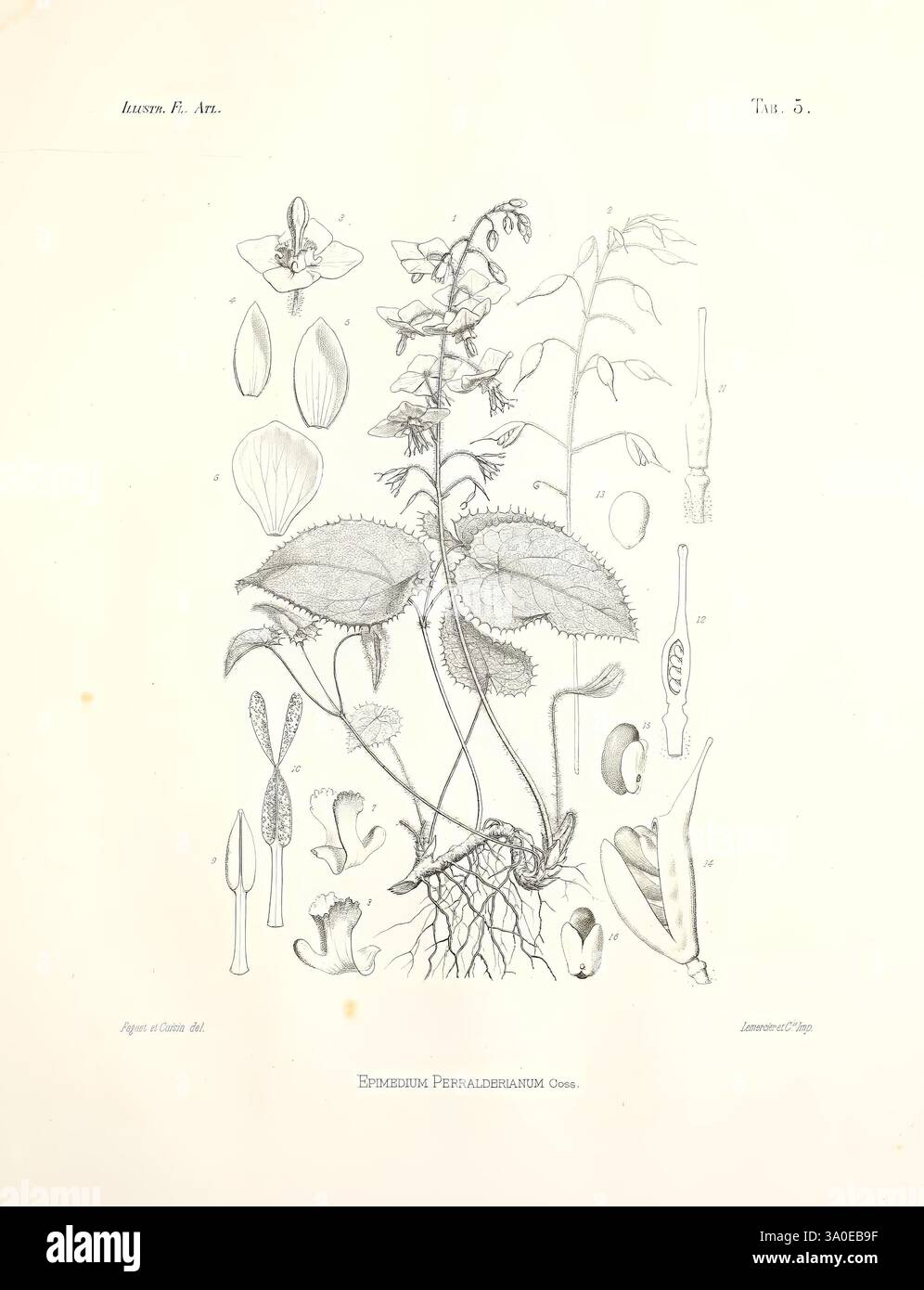 Illustrationes Florae Atlanticae, Parisiis, e Reipublicae Typographeo, 1882-97, Afrika, Botanik, die Illustration zeigt eine detaillierte botanische Studie, die eine Pflanze mit markanten Blättern und Stämmen zeigt. Um die zentrale Pflanze herum befinden sich verschiedene markierte Komponenten, darunter Blüten, Knospen und Samen, die einen umfassenden Einblick in ihre Anatomie bieten. Jedes Element wird sorgfältig gerendert, um Einblicke in die Struktur und Merkmale der Arten zu erhalten, komplett mit Anmerkungen, die verschiedene Teile der Pflanze identifizieren. Die Gesamtkomposition betont die Feinheiten der Flora und hebt bo hervor Stockfoto
