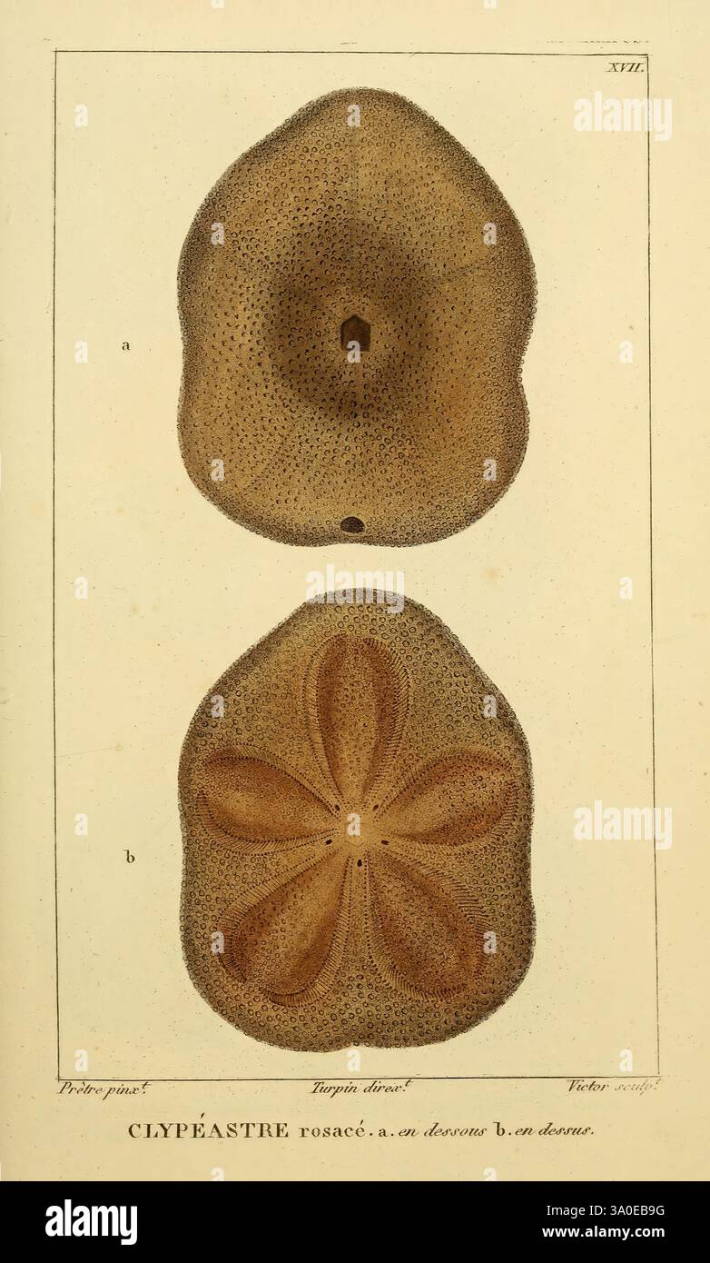 Manuel d'actinologie ou de zoophytologie, Paris, F.G. Levrault, 1834-[1836], Korallen, Meeranemonen, Cnidaria, Ctenophora, die Illustration zeigt zwei detaillierte Darstellungen einer Art aus der Klasse Echinoidea, allgemein bekannt als Seeigel. Der obere Teil zeigt eine abgerundete, etwas ovale Form mit einem zentralen Loch, das von einer strukturierten Oberfläche umgeben ist, die wahrscheinlich die Ansicht des Aborales darstellt. Der untere Abschnitt ist durch ein sternähnliches Muster mit fünf ausgeprägten Graten gekennzeichnet, die von einem zentralen Punkt aus ausstrahlen und die Mundseite veranschaulichen. Jede Probe ist aus Gründen der Übersichtlichkeit beschriftet, wodurch die Intri hervorgehoben werden Stockfoto