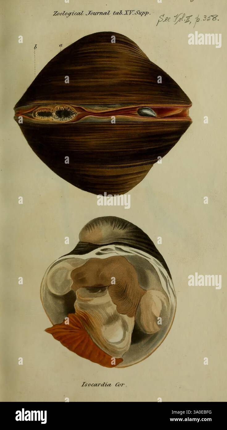 The Zoological Journal, London, W. Phillips, 1824. Zoologie zeigt die Abbildung eine detaillierte anatomische Untersuchung einer Muschel, die zwei Ansichten der Muschel zeigt. Die Draufsicht hebt die äußere Form und Textur der Schale mit komplizierten Mustern und Schattierungen hervor, die auf ihre strukturelle Komplexität hinweisen. Die innere Ansicht zeigt den weichen Körper der Weichtiere mit klarer Abgrenzung verschiedener Organe, einschließlich der Adduktormuskeln und Siphons. Diese pädagogische Darstellung wird von wissenschaftlichen Anmerkungen und Referenzen begleitet, die den Ursprung aus einer zoologischen Studie angeben. Die Emphas Stockfoto