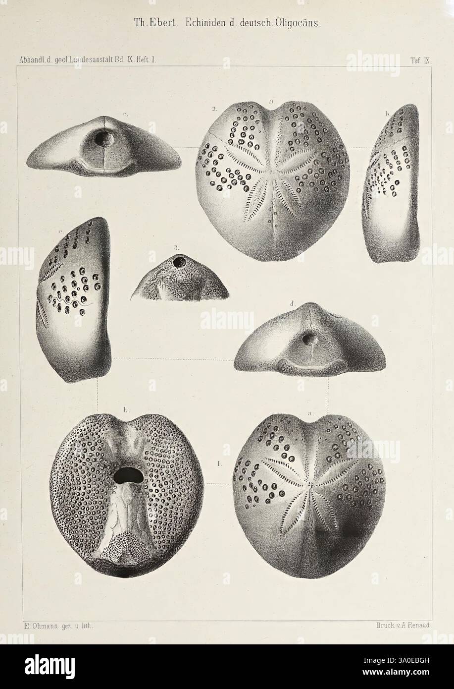 Abhandlungen der Königlich Preussischen geologischen Landesanstalt, Berlin, Königlich Preussische geologische Landesanstalt, Geologie, Deutschland, Zeitschriften, die Illustration zeigt verschiedene Ansichten von Echinoiden, allgemein als Seeigel bekannt, die ihre charakteristischen geometrischen Muster und Texturen zeigen. Die Anordnung umfasst Ansichten von oben und unten, die die einzigartigen Merkmale wie die Disziplin ihrer Wirbelsäule und die Symmetrie ihrer Exoskelette hervorheben. Zu den bemerkenswerten Details gehören die Poren und Einbuchtungen, die wichtige Funktionen in ihrer Biologie erfüllen. Jede Probe ist zur Identifikation gekennzeichnet Stockfoto