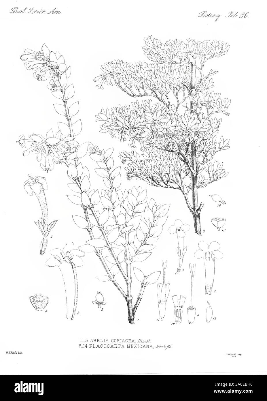 Biologia Centrali-Americana London, 1879-1915, Archäologie, Botanik, Zentralamerika, Beschreibung und Reise, wissenschaftliche Expeditionen, Zoologie, Pflanze, diese Illustration zeigt die empfindlichen Merkmale eines Pflanzenexemplars, identifiziert als L. S. Abelia Corsiaca und Platycocarpus Mexicanus. Das detaillierte Rendering umfasst verschiedene Komponenten wie die blühenden Teile, Blätter und komplizierte Blumenstrukturen. Jedes Element ist sorgfältig gezeichnet, um die einzigartigen Merkmale der Pflanze hervorzuheben, einschließlich der Anordnung der Blätter und der Blütenform. Die Darstellung betont das botanische Stockfoto