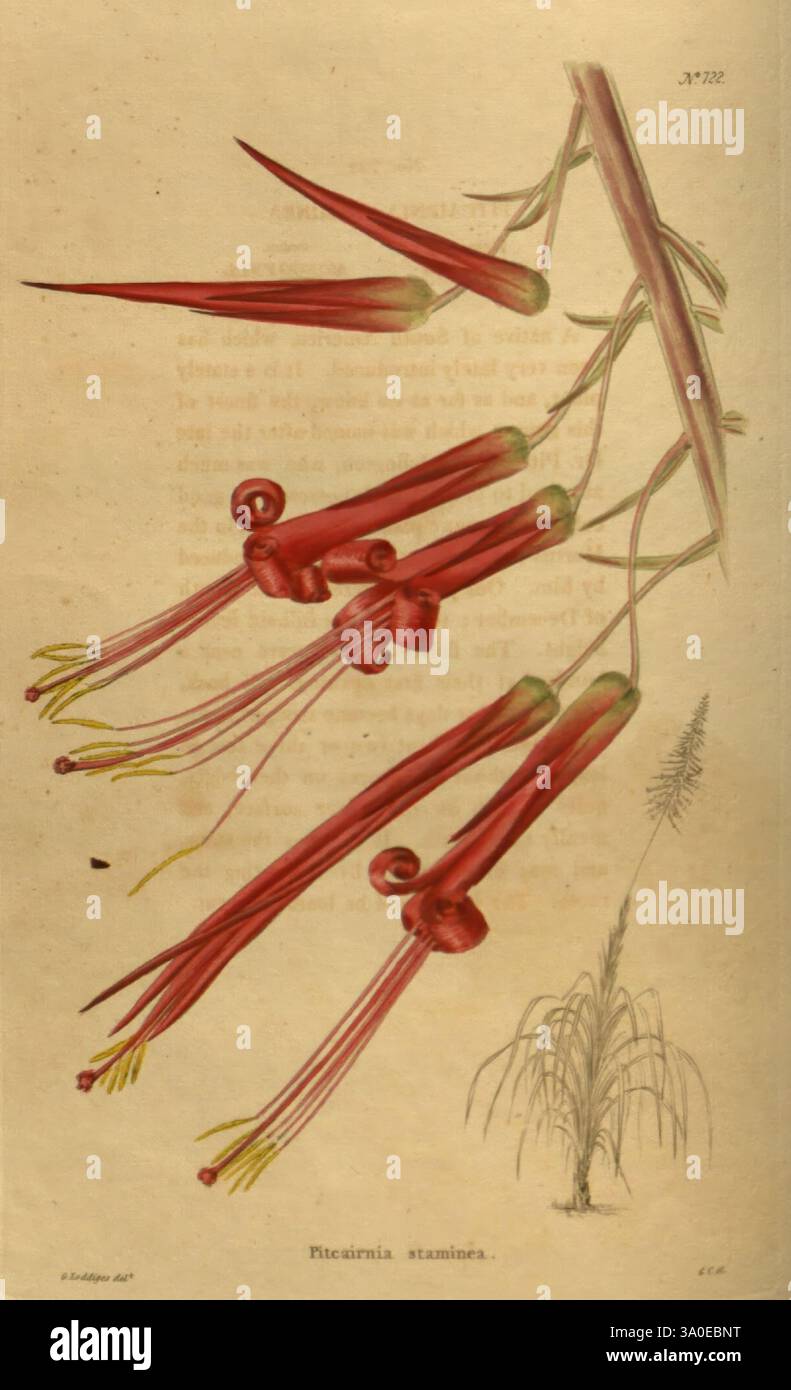 Das Botanische Kabinett, London, John, Arthur, Arch, 1817–1833, die Abbildung zeigt eine botanische Darstellung der Ruellia-Strepens mit ihren markanten röhrenförmigen Blüten. Diese Blüten sind in einer Gruppe angeordnet, die durch längliche rote Blüten gekennzeichnet ist, die sich zu einem schmalen Punkt verjüngen. Die feinen gelben Filamente reichen von den Blütenmitten aus und bilden einen Kontrast zum leuchtenden Rot. Die Blätter sind schlank und lang und bilden das florale Arrangement anmutig. Im Hintergrund ergänzt eine schwache Umrandung von grasbewachsenem Laub das Hauptmotiv und unterstreicht die natürliche Ästhetik dieses detaillierten Bots Stockfoto